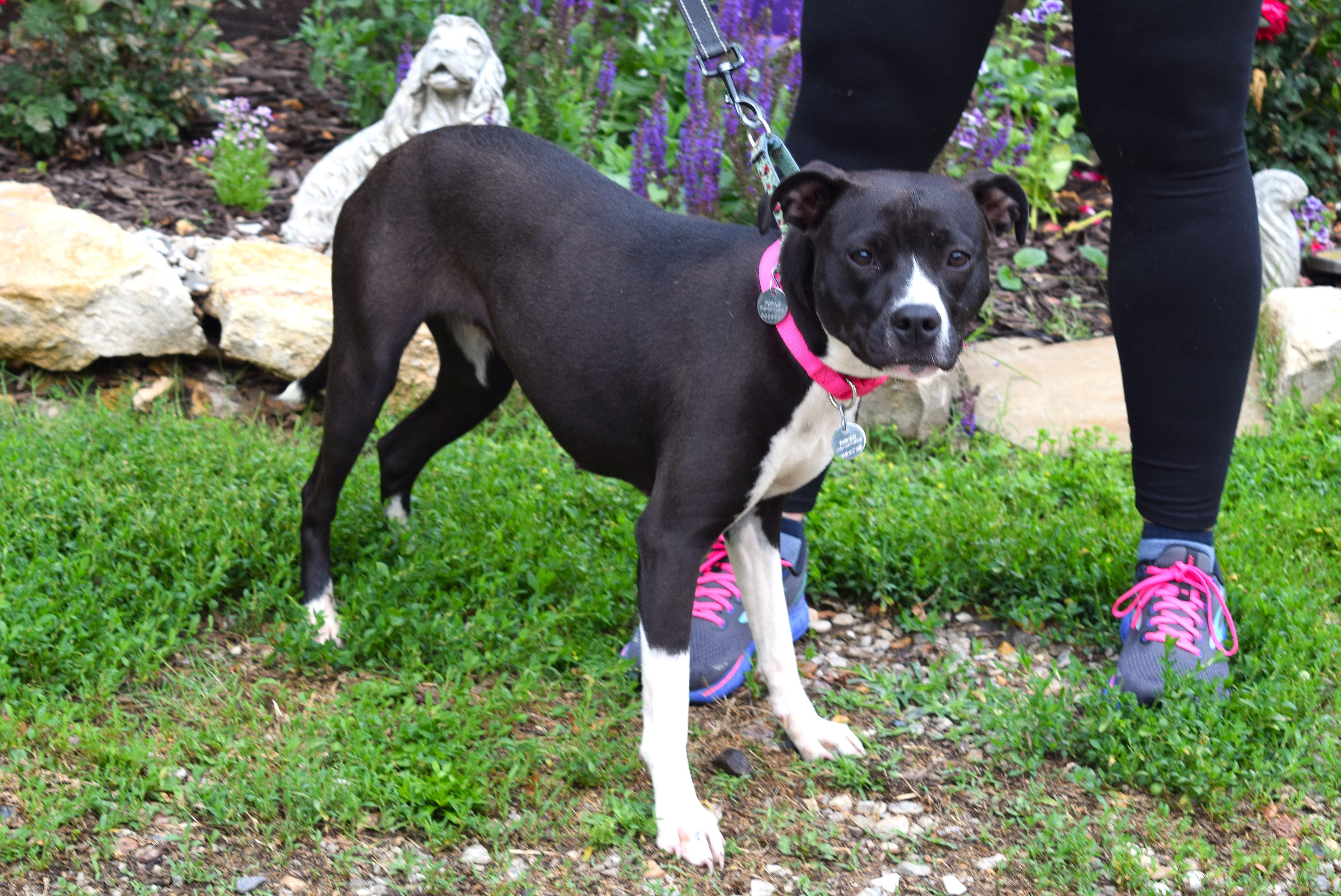 Enlarge Hannah, a Adoptable mixed breed in Parkville, MO image 1/6
