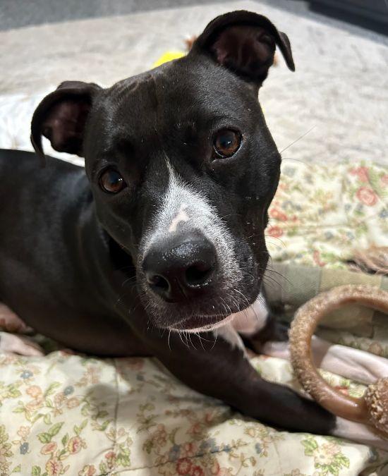 Hannah, Adoptable, Young Female American Staffordshire Terrier & Whippet.