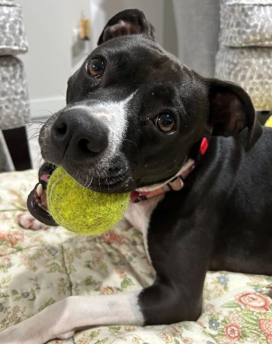 Enlarge Hannah, a Adoptable mixed breed in Parkville, MO image 2/6