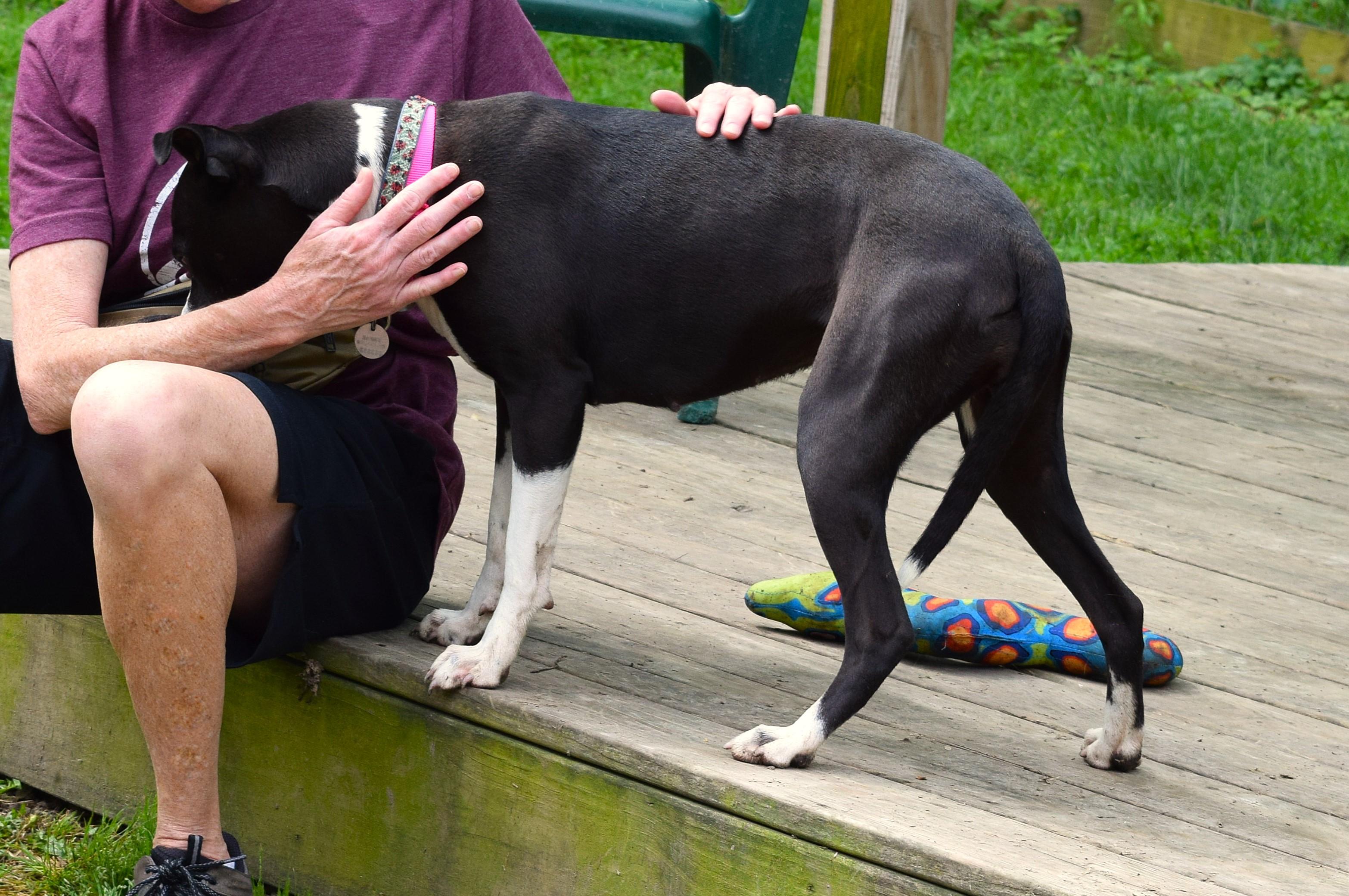 Enlarge Hannah, a Adoptable mixed breed in Parkville, MO image 2/6