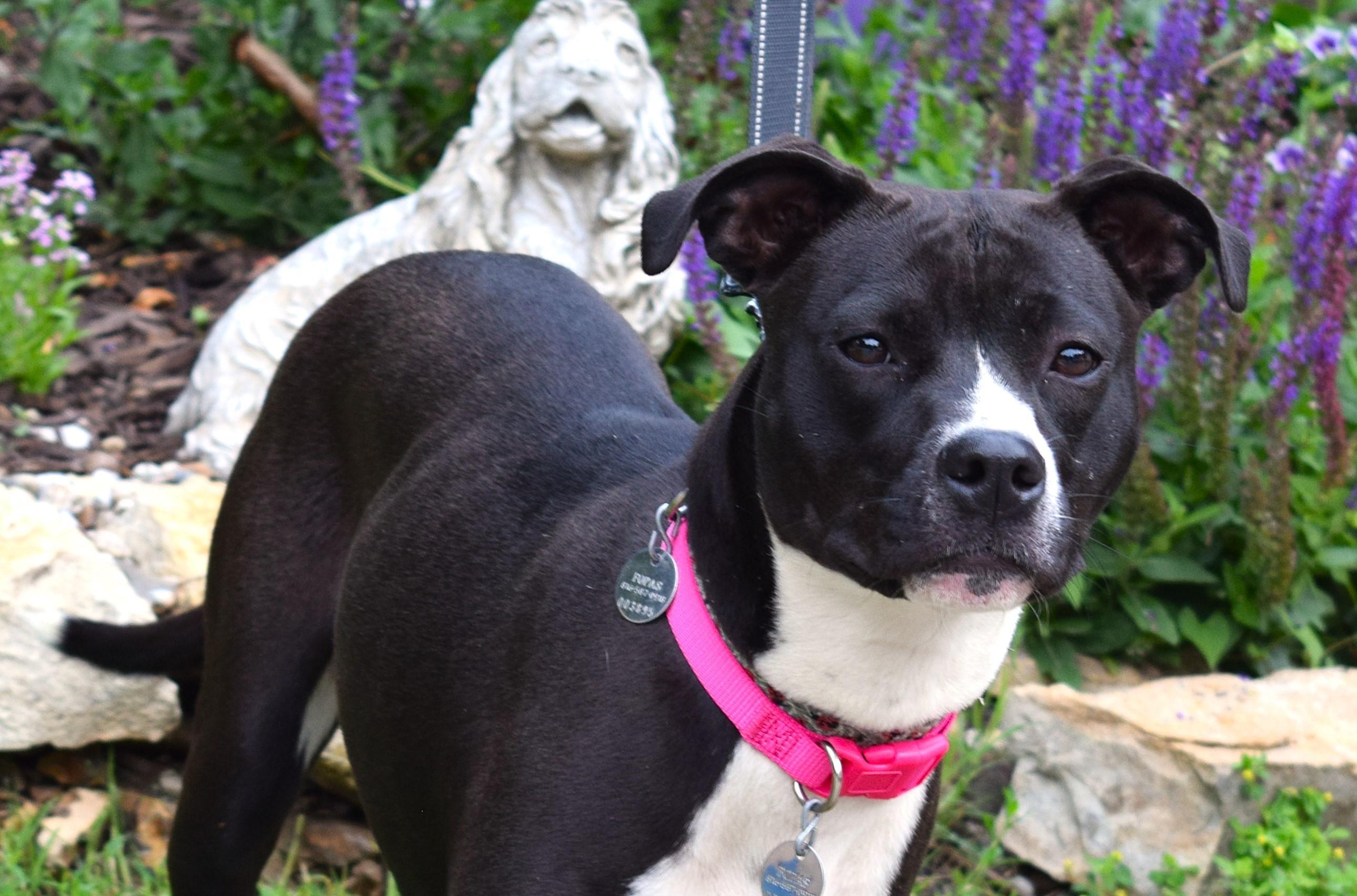 Enlarge Hannah, a Adoptable mixed breed in Parkville, MO image 3/6