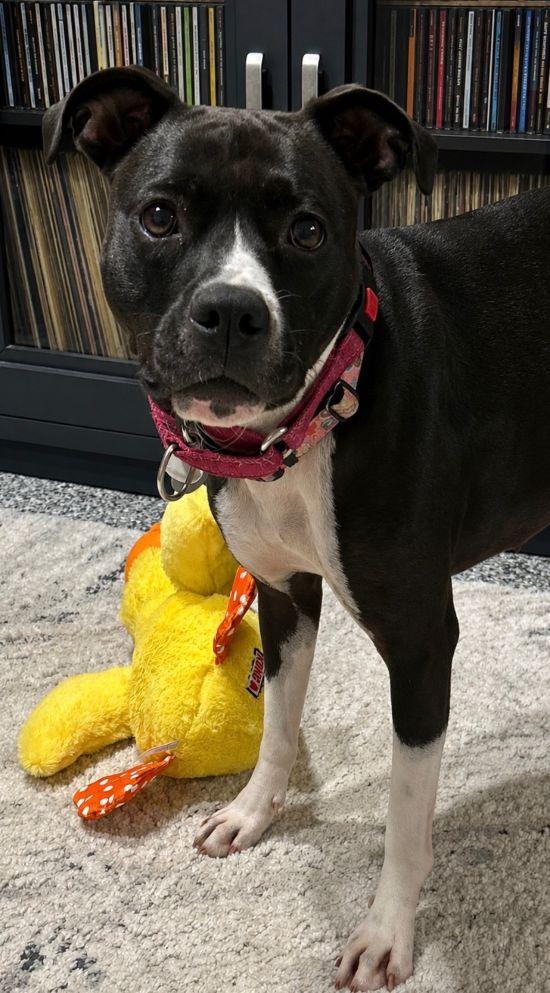 Enlarge Hannah, a Adoptable mixed breed in Parkville, MO image 2/6