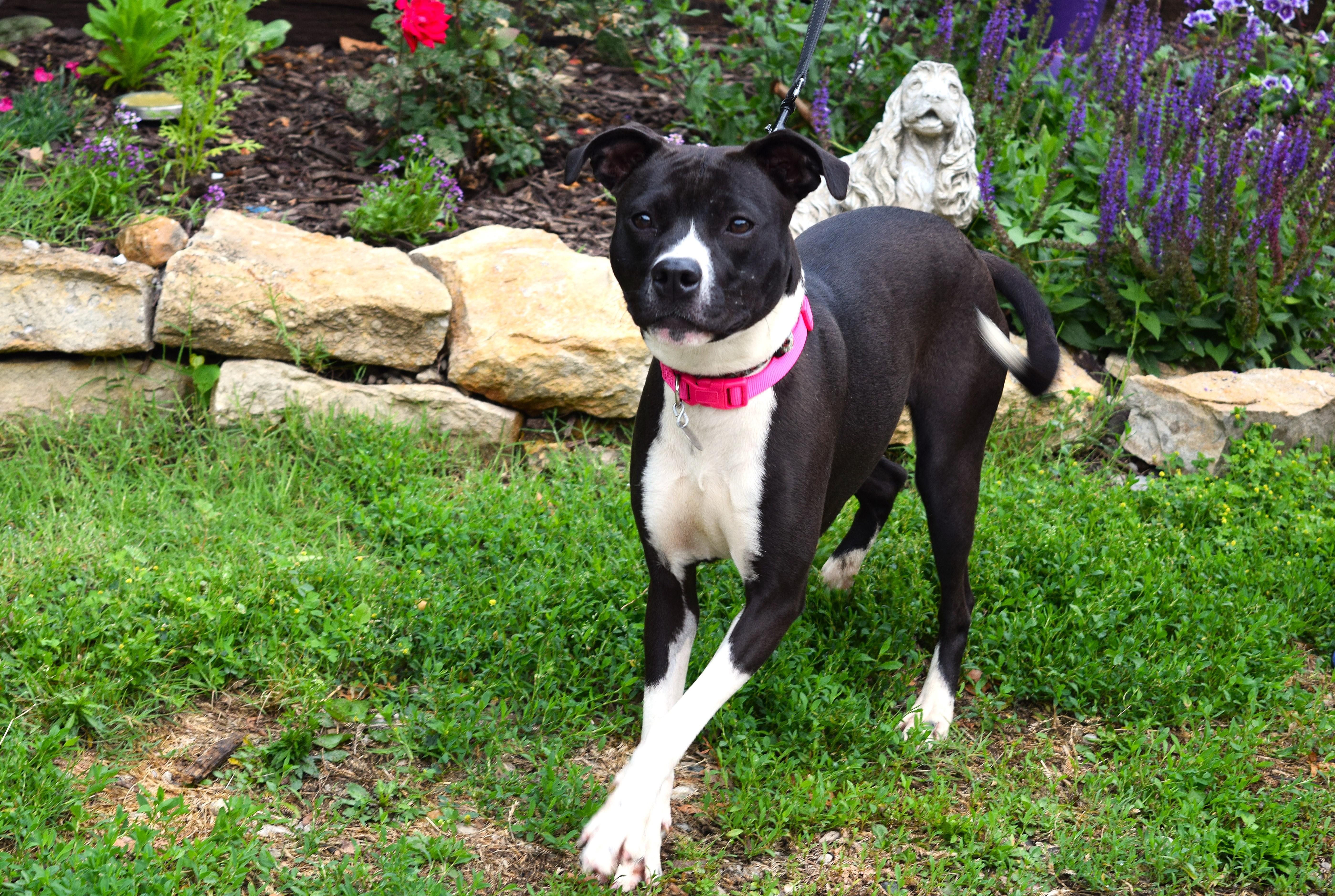 Enlarge Hannah, a Adoptable mixed breed in Parkville, MO image 4/6
