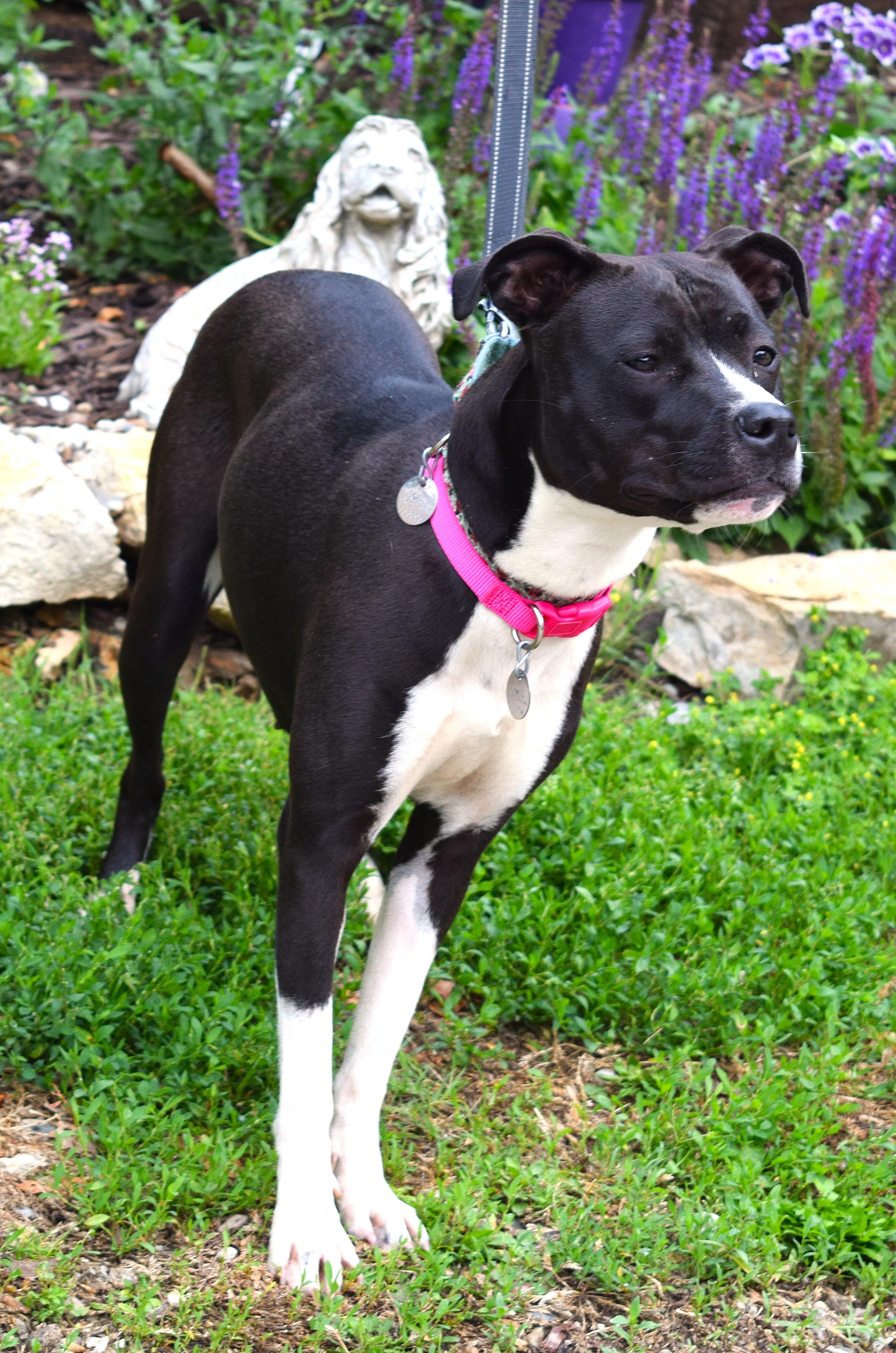 Enlarge Hannah, a Adoptable mixed breed in Parkville, MO image 5/6