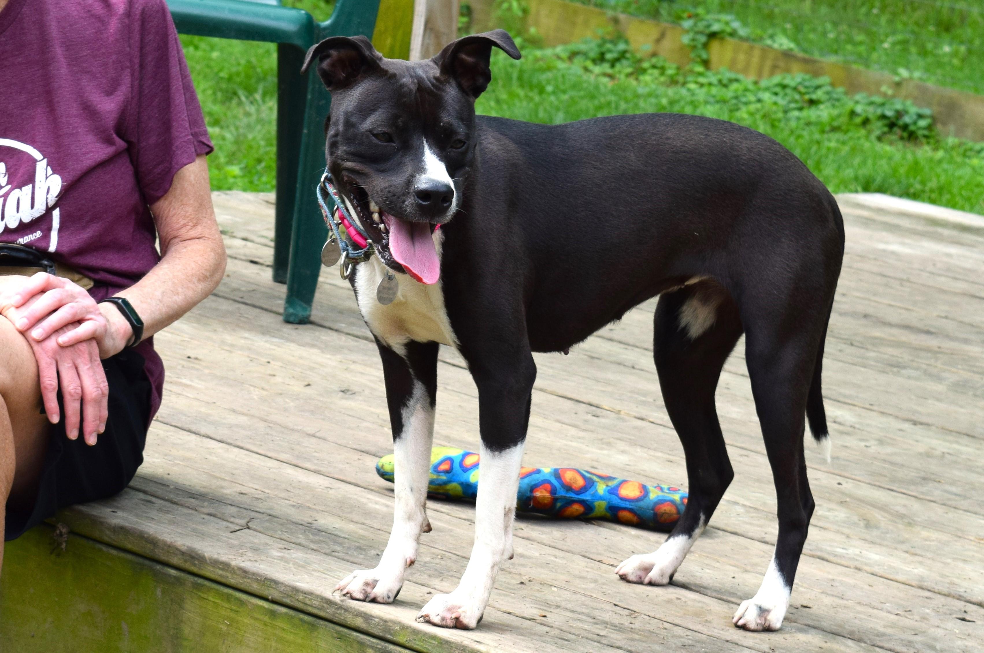 Enlarge Hannah, a Adoptable mixed breed in Parkville, MO image 6/6