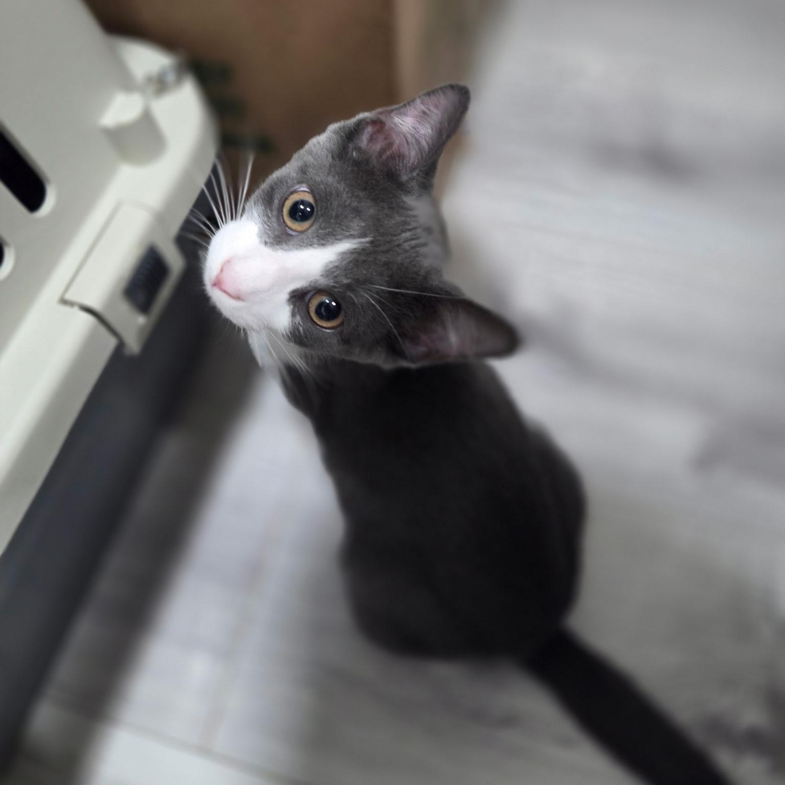 Tuxemo, Adoptable, Kitten Male Domestic Short Hair.