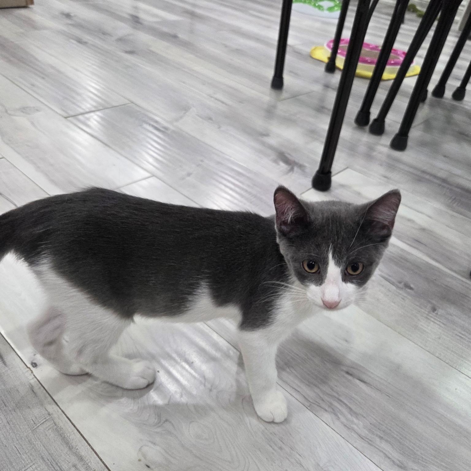 Enlarge Tuxemo, an adopted Domestic Short Hair in Hamilton, ON image 2/3