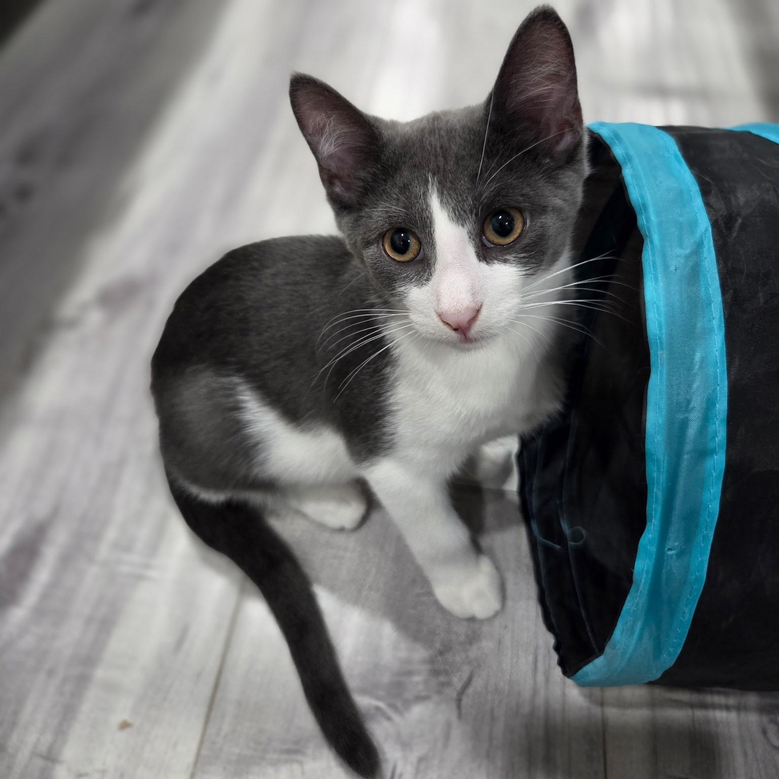 Enlarge Tuxemo, an adopted Domestic Short Hair in Hamilton, ON image 3/3