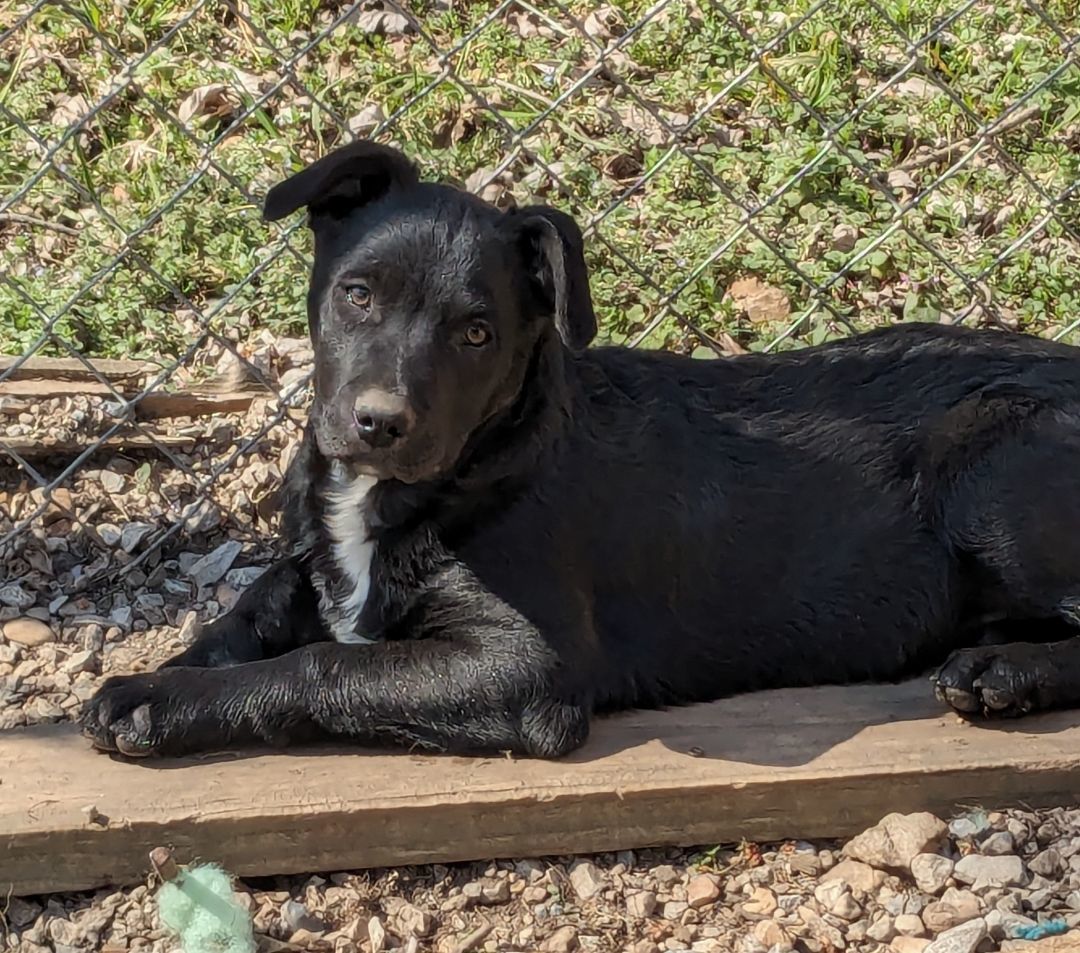 Mojito, an adopted Labrador Retriever & American Staffordshire Terrier Mix in Bella Vista, AR_image-1