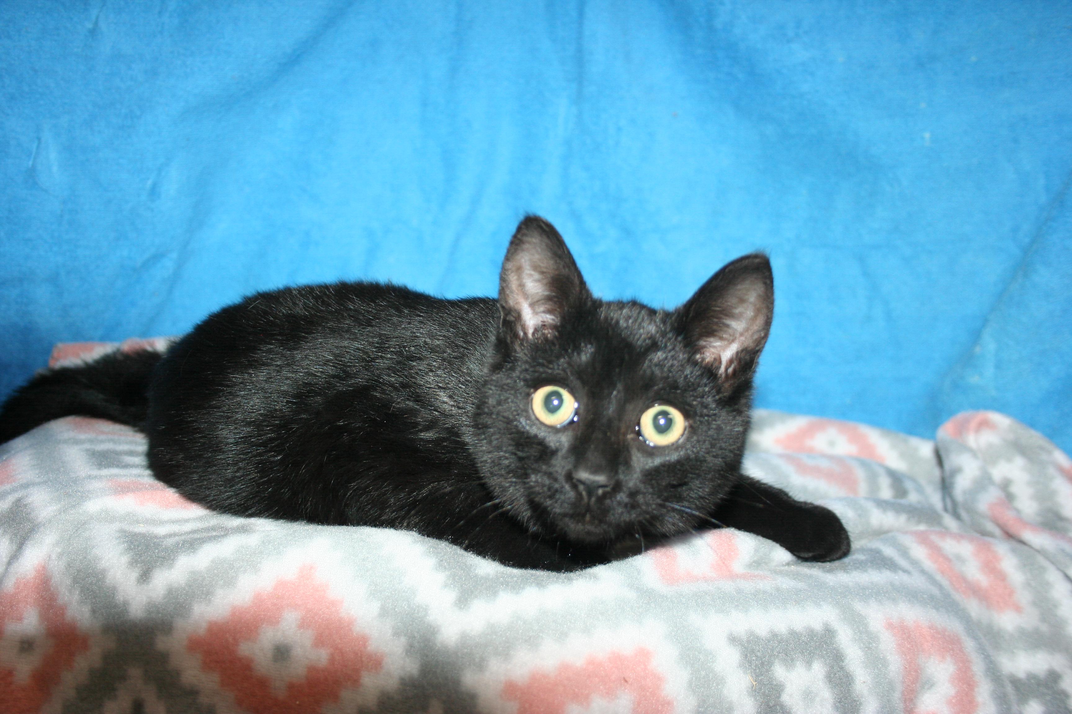 Enlarge Jackson, a Adoptable mixed breed in Howell, MI image 2/3