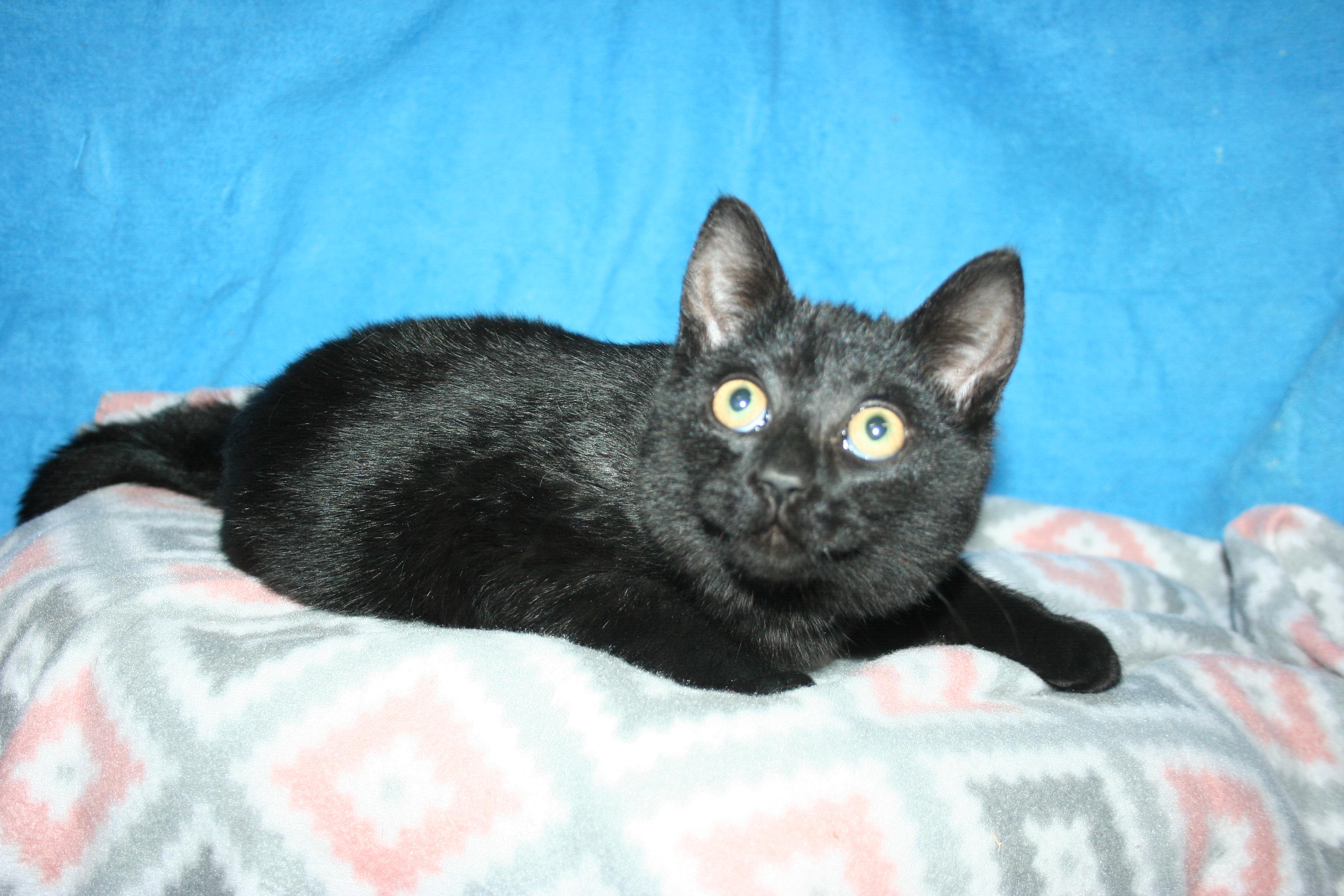 Enlarge Jackson, a Adoptable mixed breed in Howell, MI image 3/3