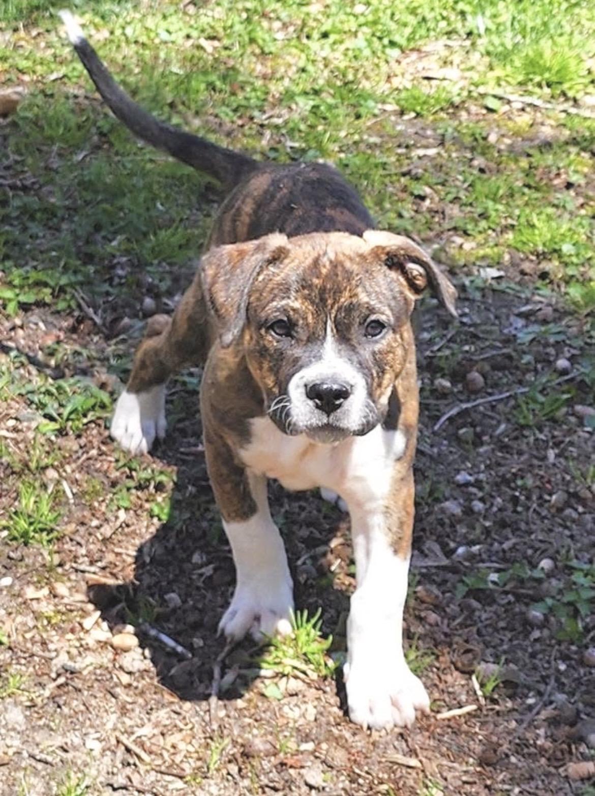 Enlarge Woodstock, an adoptable mixed breed in Huntingtown, MD image 1/6