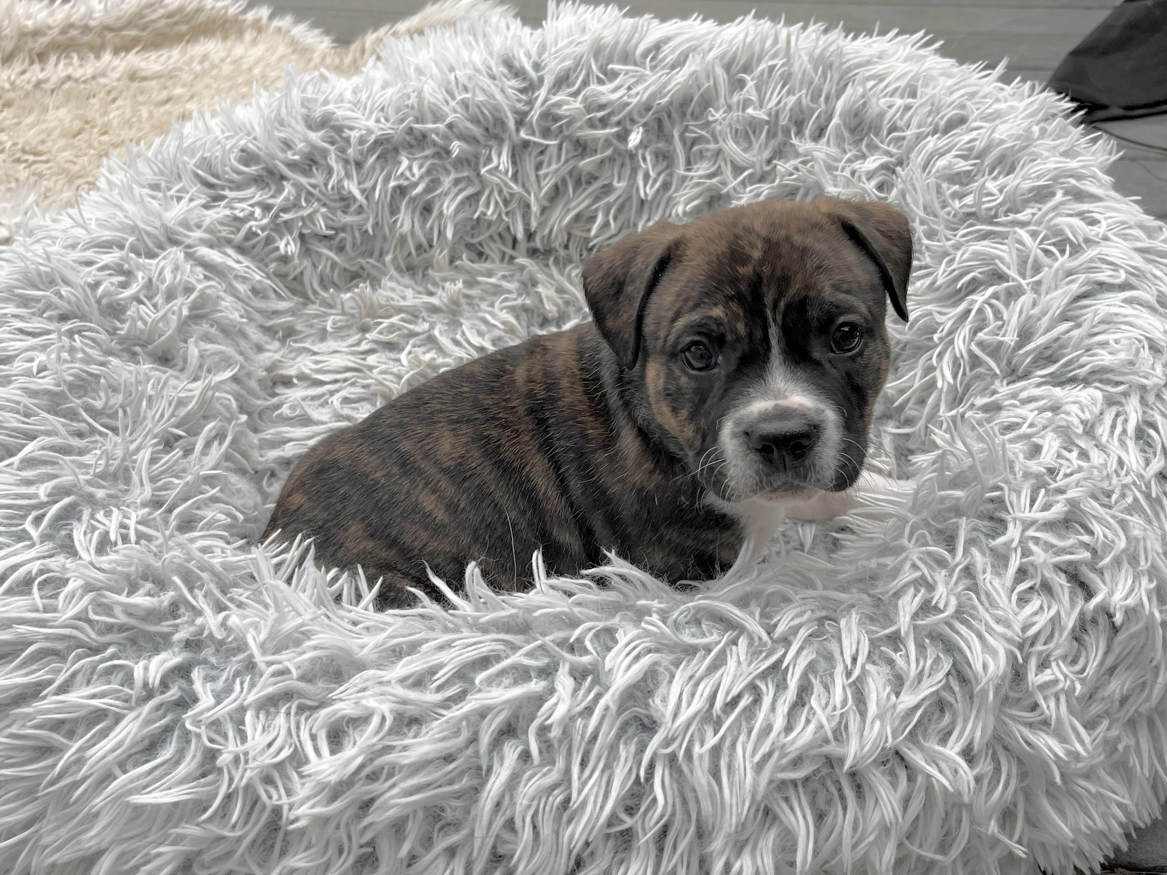 Enlarge Woodstock, an adoptable mixed breed in Huntingtown, MD image 5/6