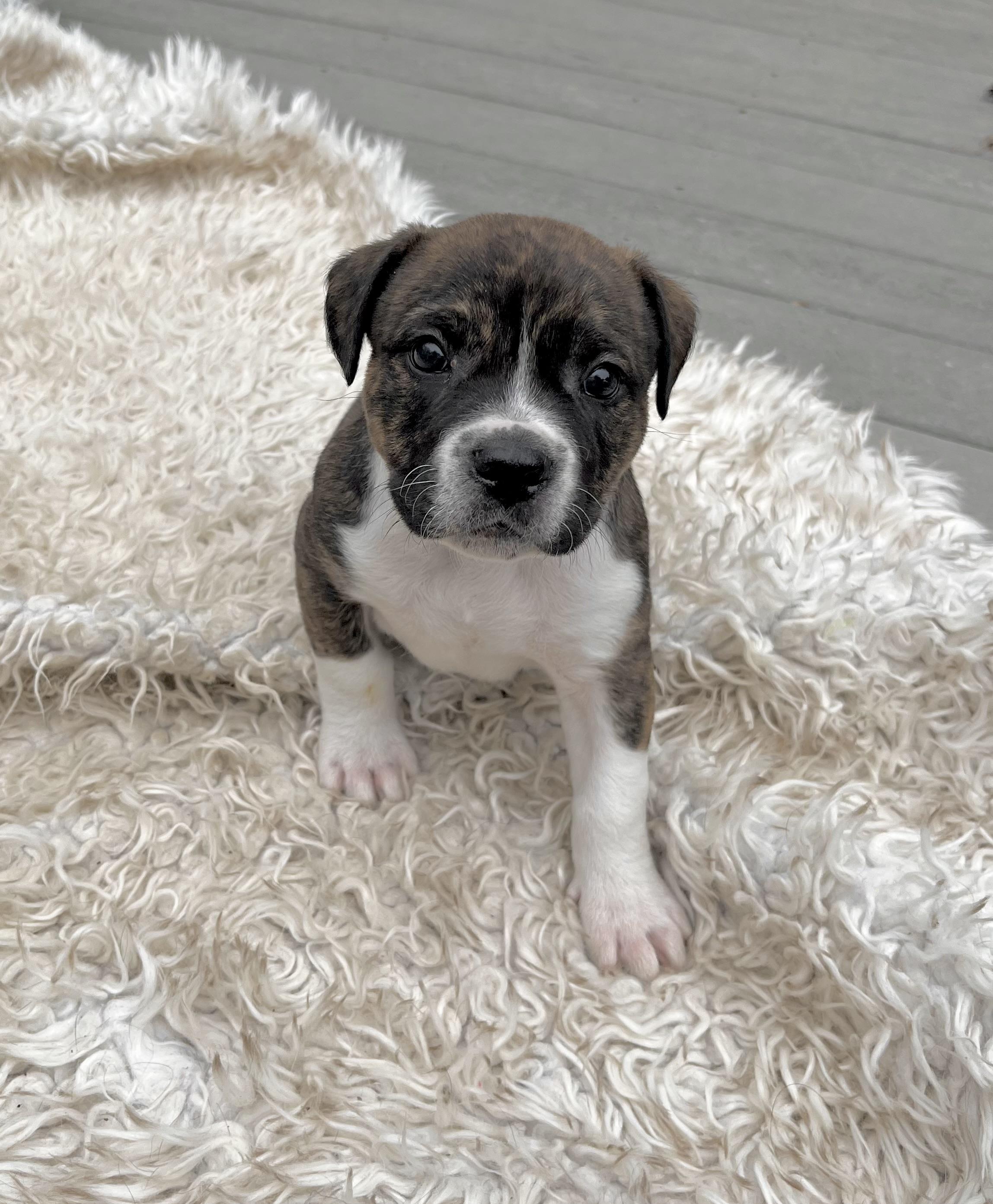 Enlarge Woodstock, an adoptable mixed breed in Huntingtown, MD image 4/6