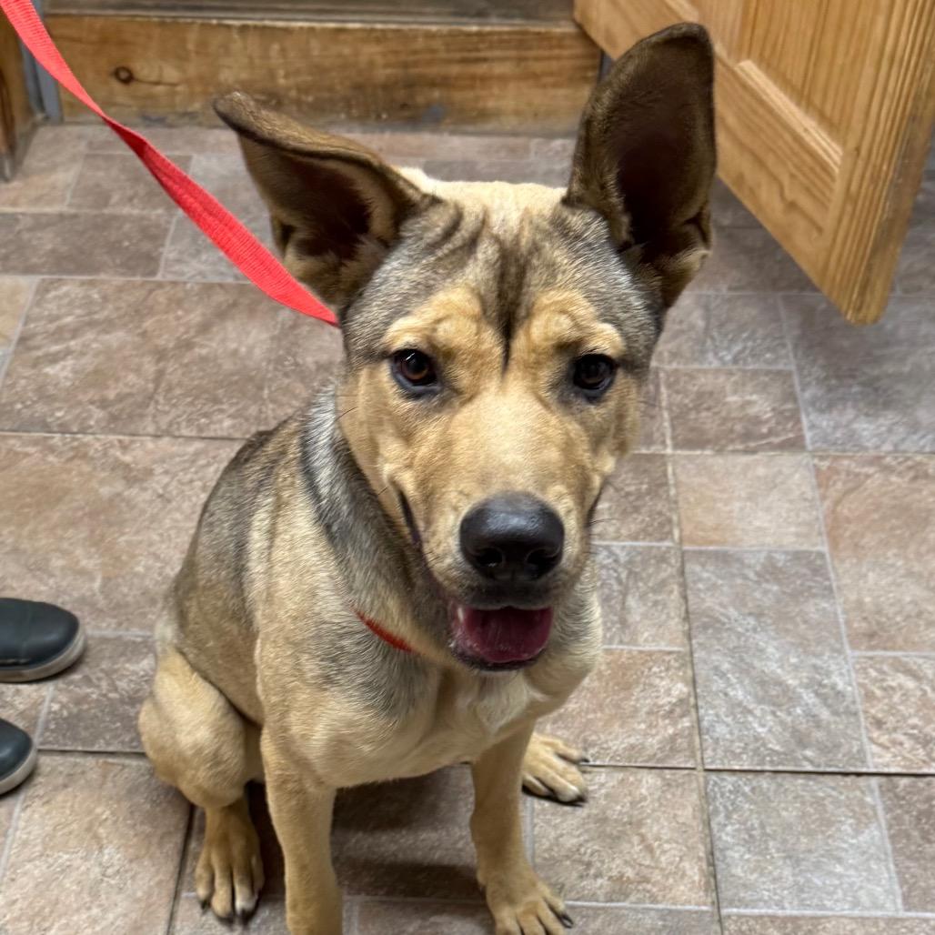 Enlarge Genny, a Adoptable mixed breed in Manhattan, IL image 1/1