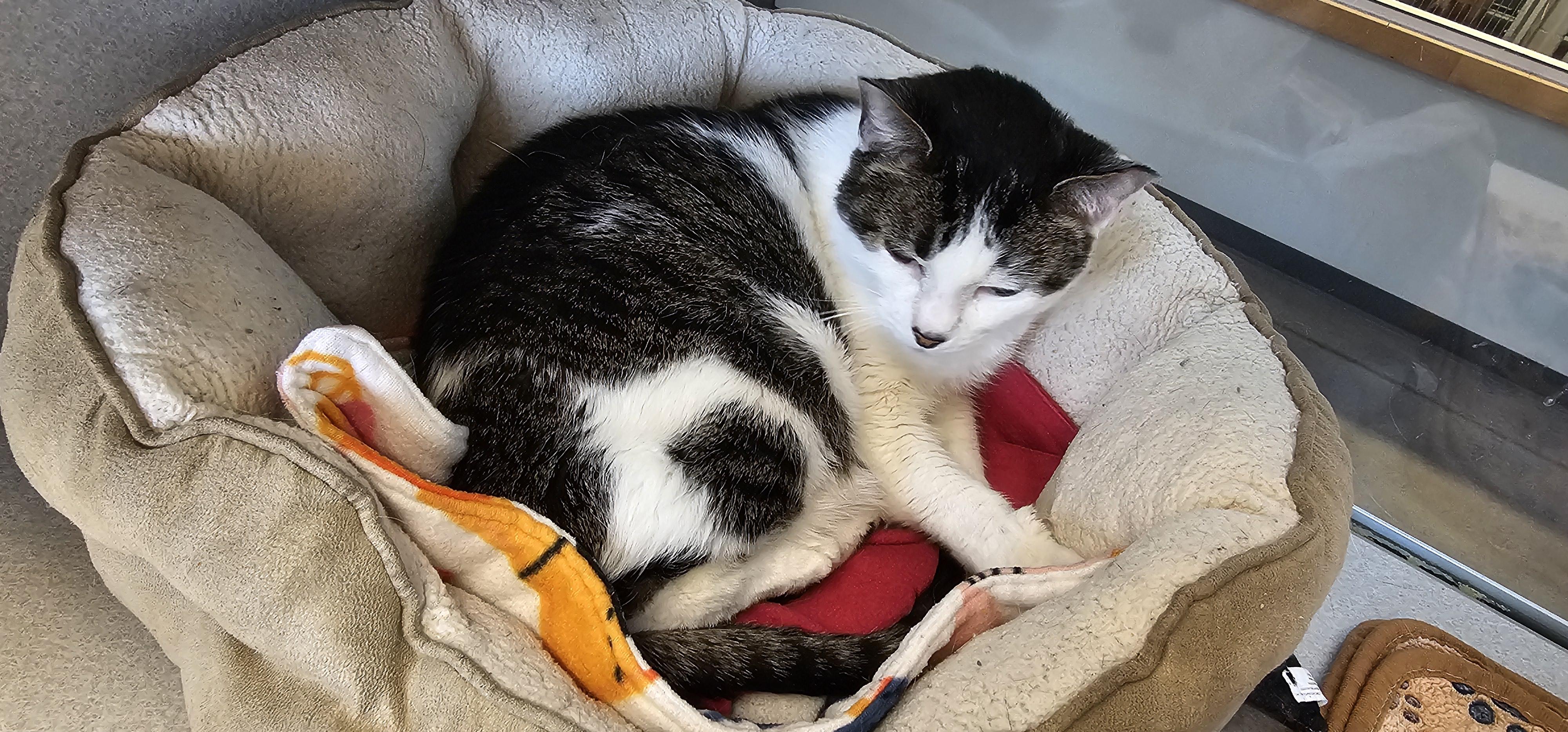 Enlarge Lady Marie, a Adoptable Domestic Short Hair in Cedar Rapids, IA image 2/5