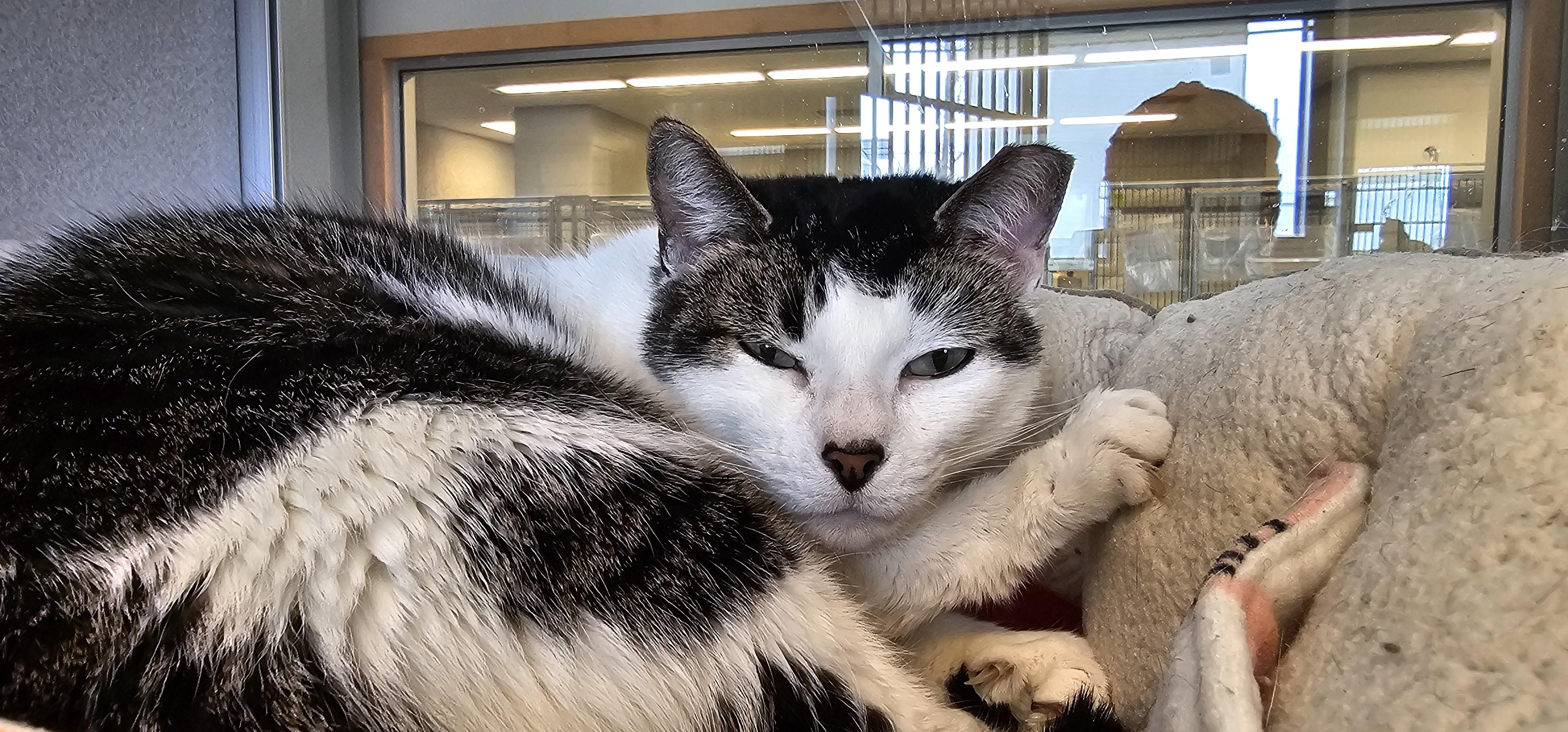 Lady Marie, Adoptable, Adult Female Domestic Short Hair.