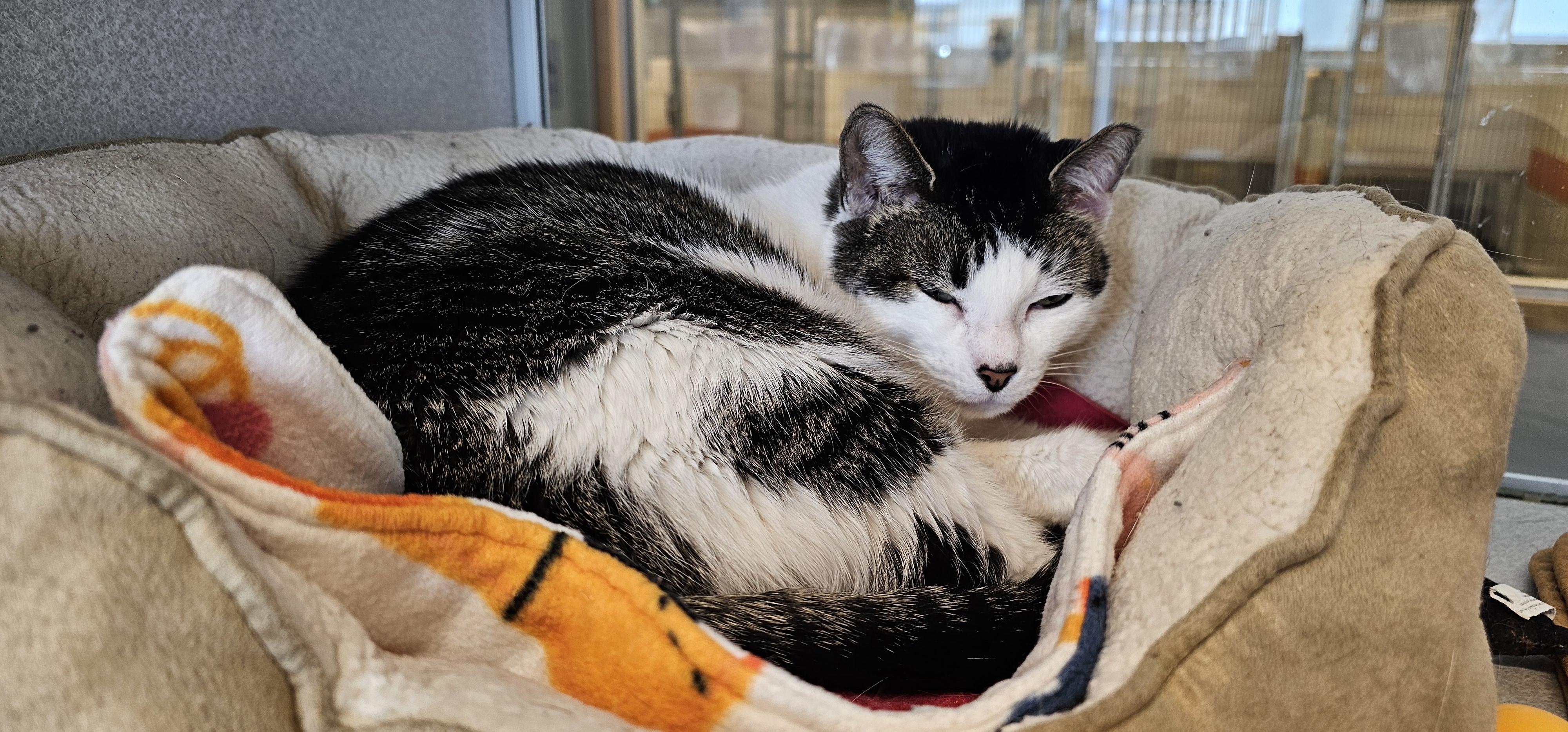 Enlarge Lady Marie, a Adoptable Domestic Short Hair in Cedar Rapids, IA image 3/5