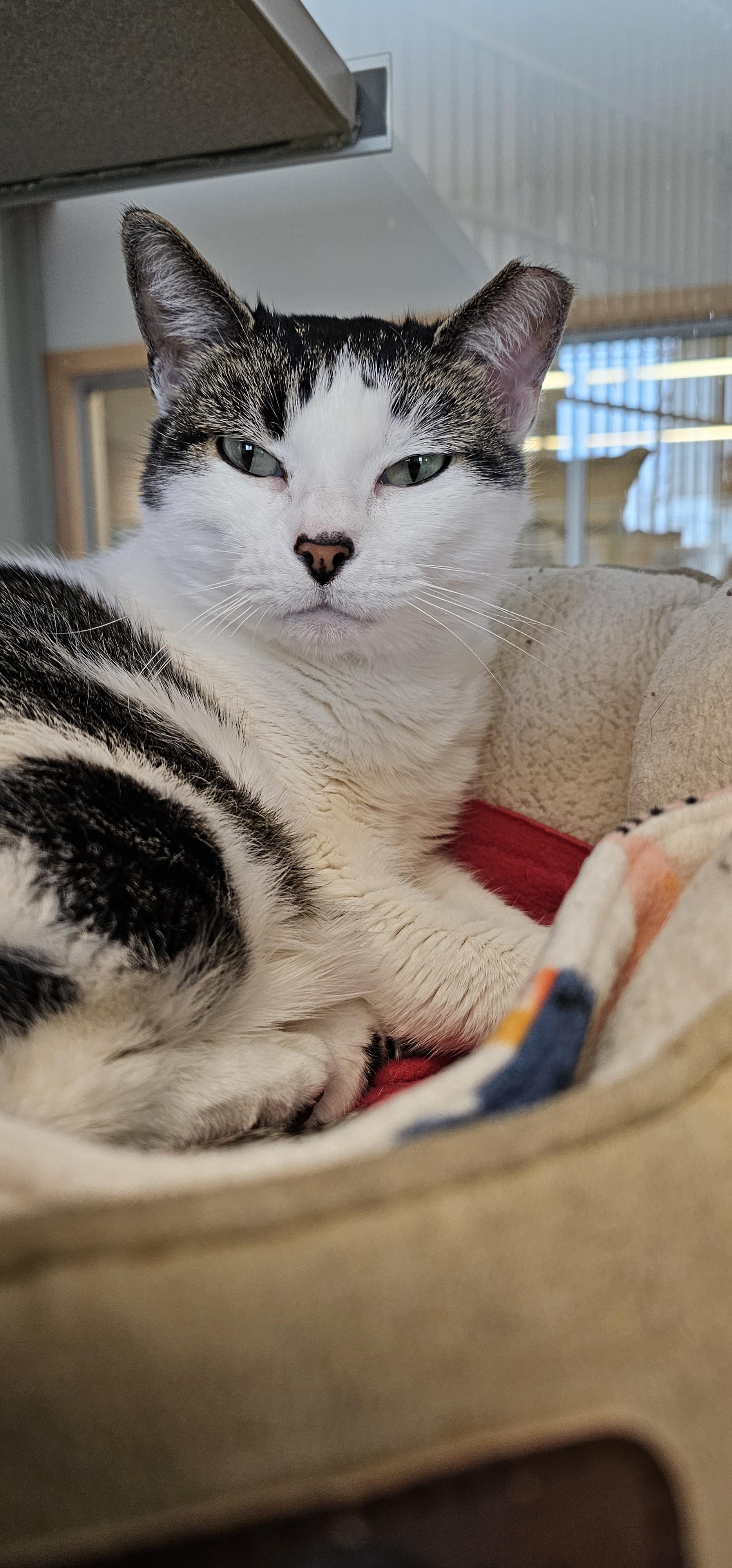 Enlarge Lady Marie, a Adoptable Domestic Short Hair in Cedar Rapids, IA image 4/5