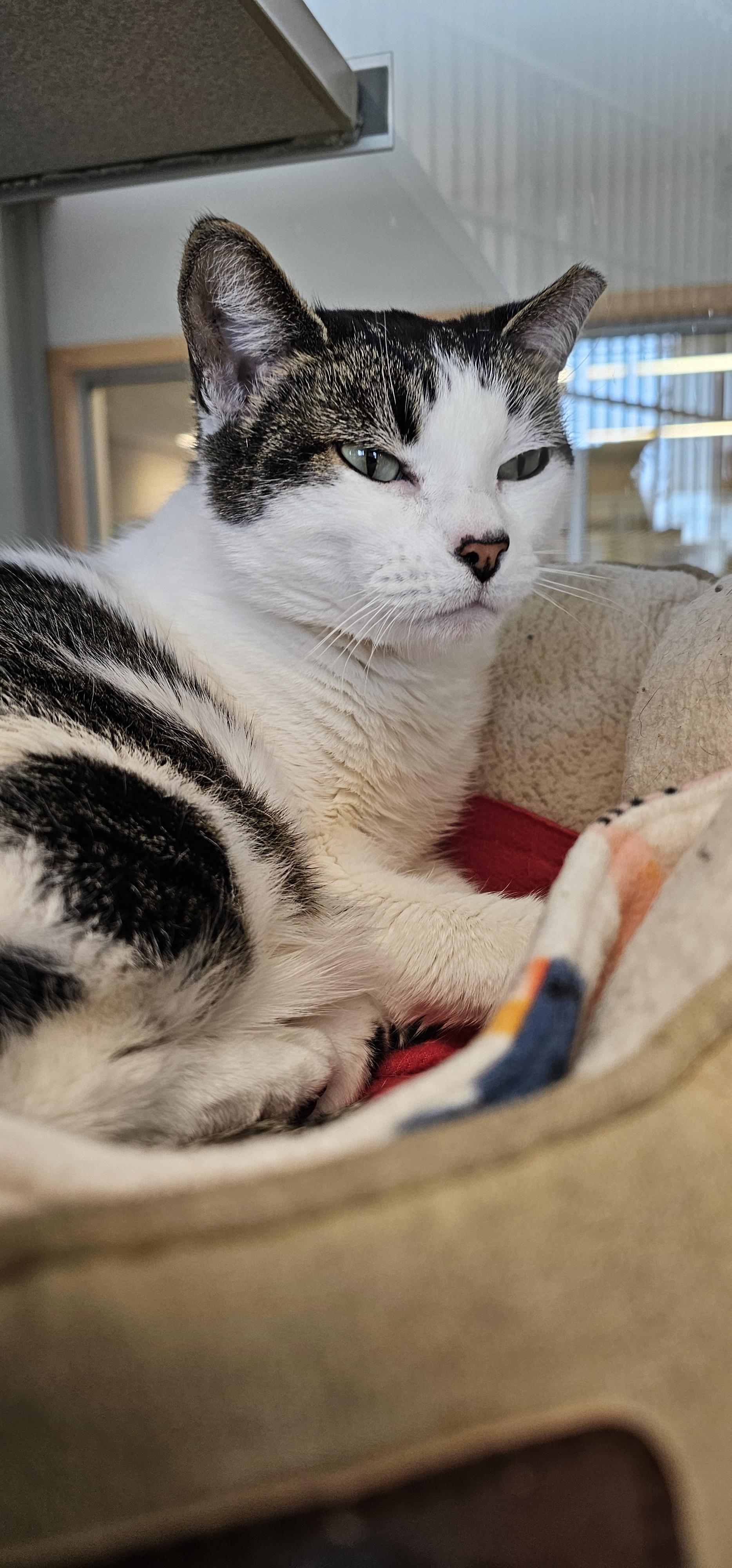 Enlarge Lady Marie, a Adoptable Domestic Short Hair in Cedar Rapids, IA image 5/5