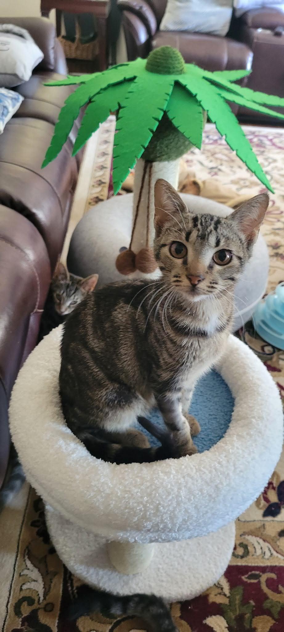 Tails, Adoptable, Young Female American Shorthair.