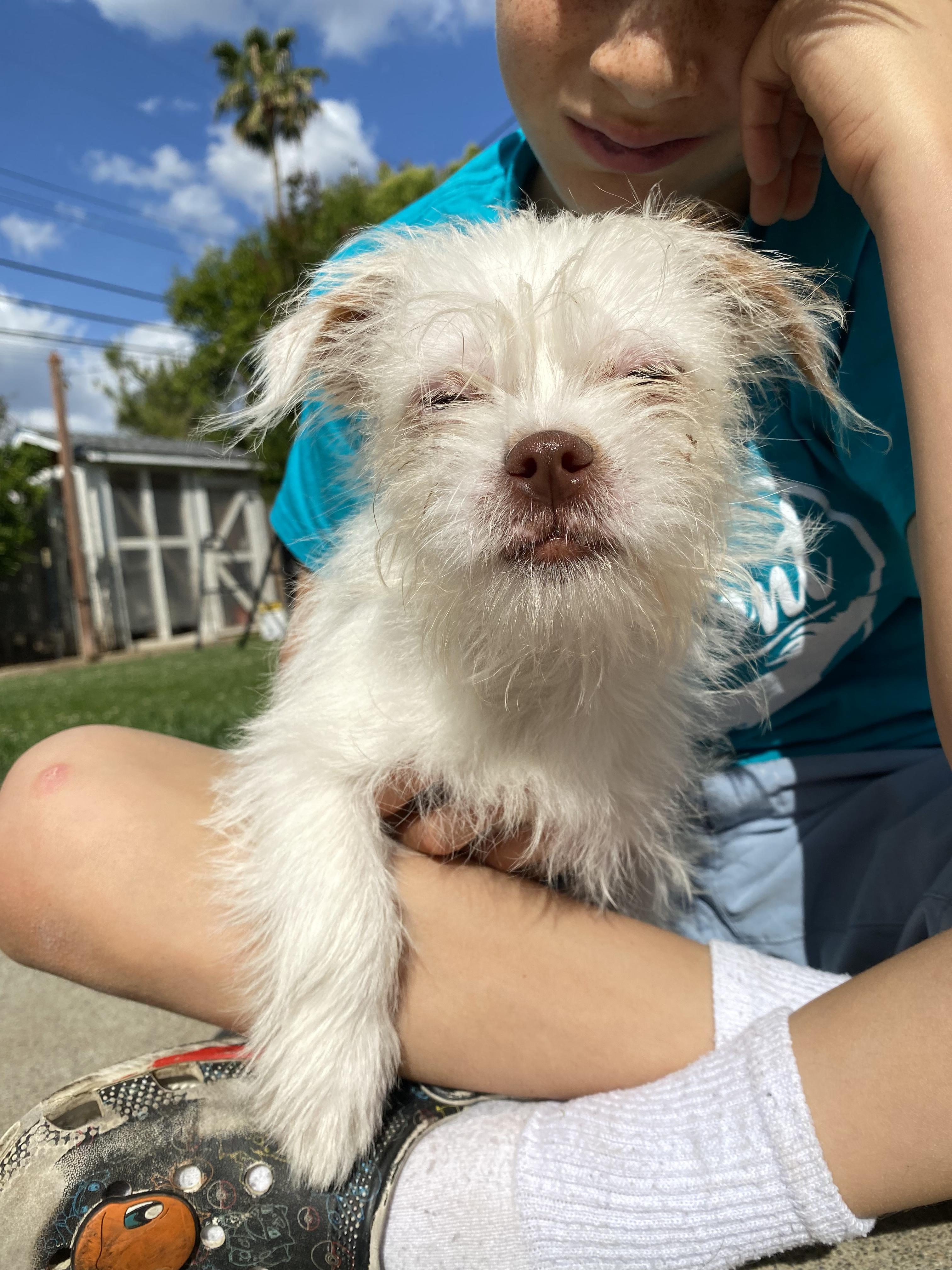 Spud, a ADOPTABLE Terrier in Penryn, CA image 4/5