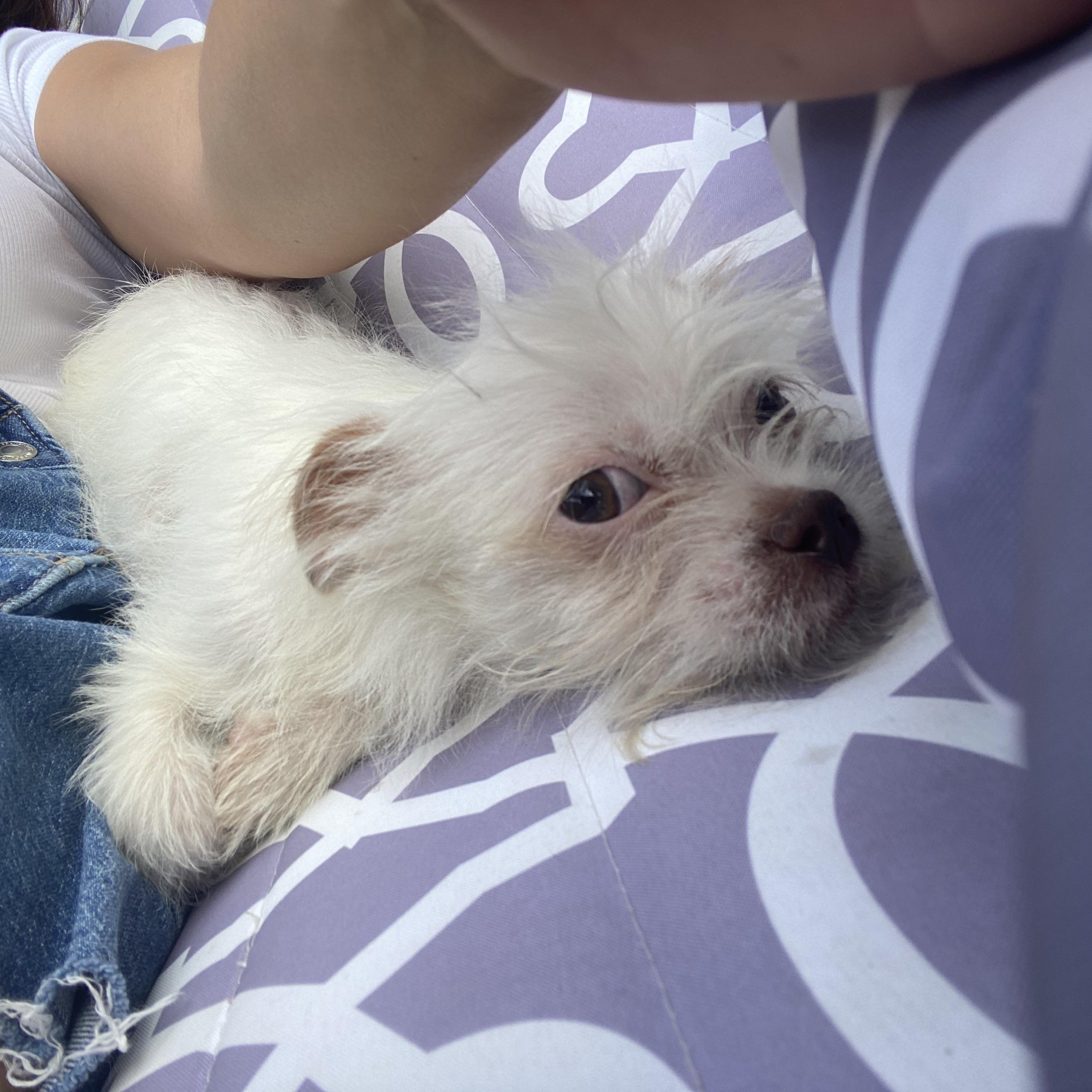 Enlarge Spud, a ADOPTABLE Terrier in Penryn, CA image 2/2
