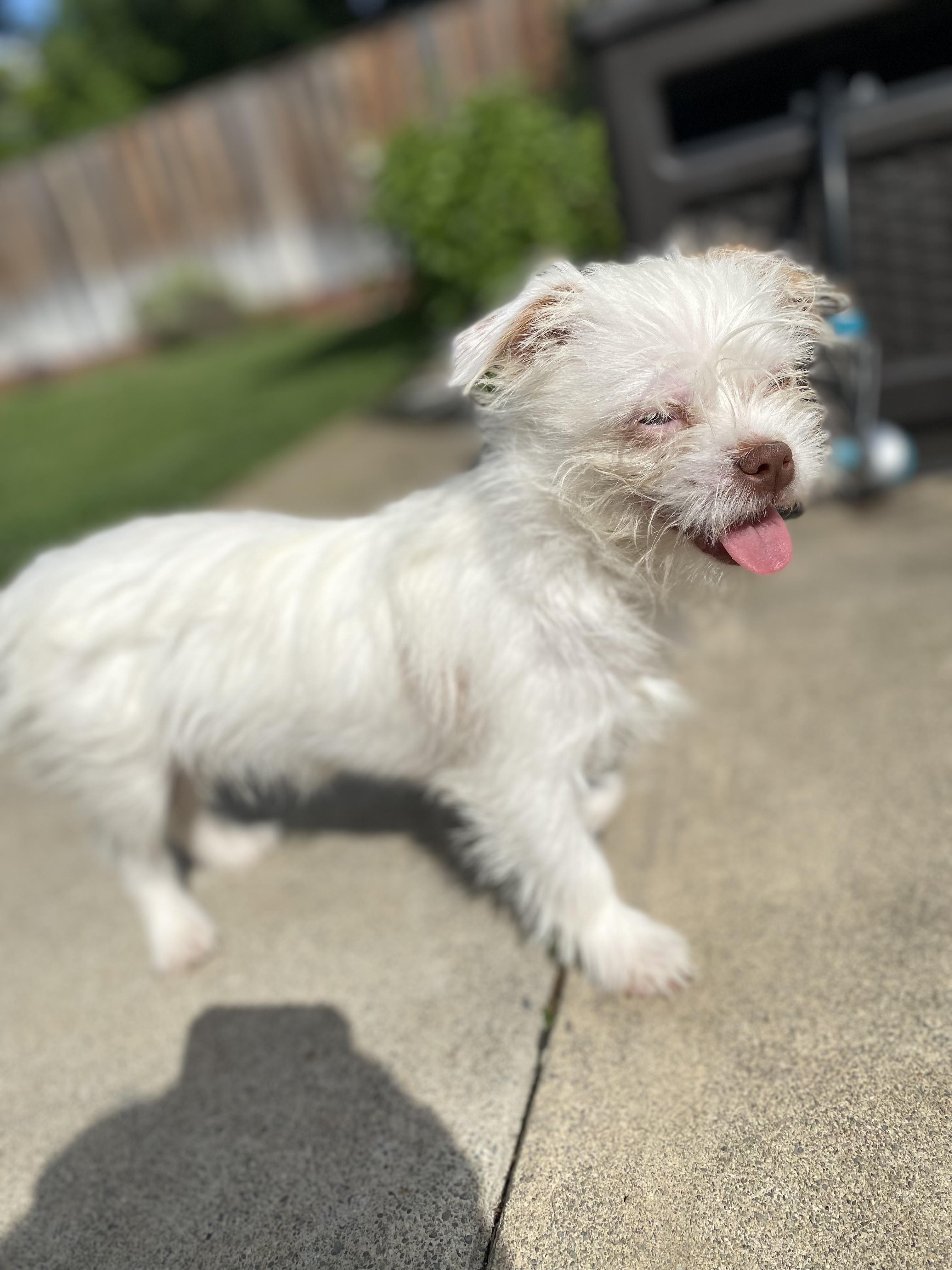Spud, a ADOPTABLE Terrier in Penryn, CA image 5/5