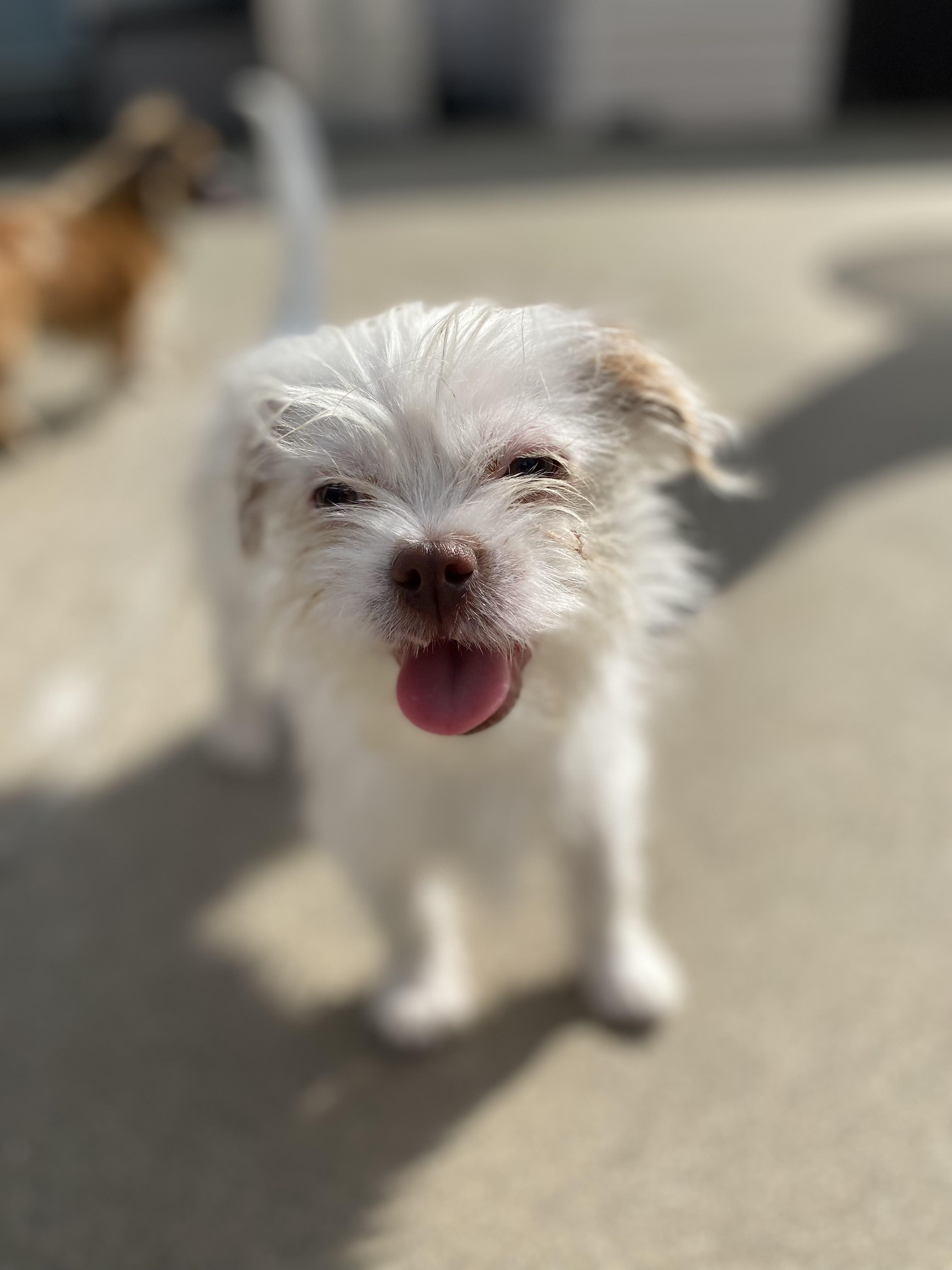Spud, a ADOPTABLE Terrier in Penryn, CA image 1/5