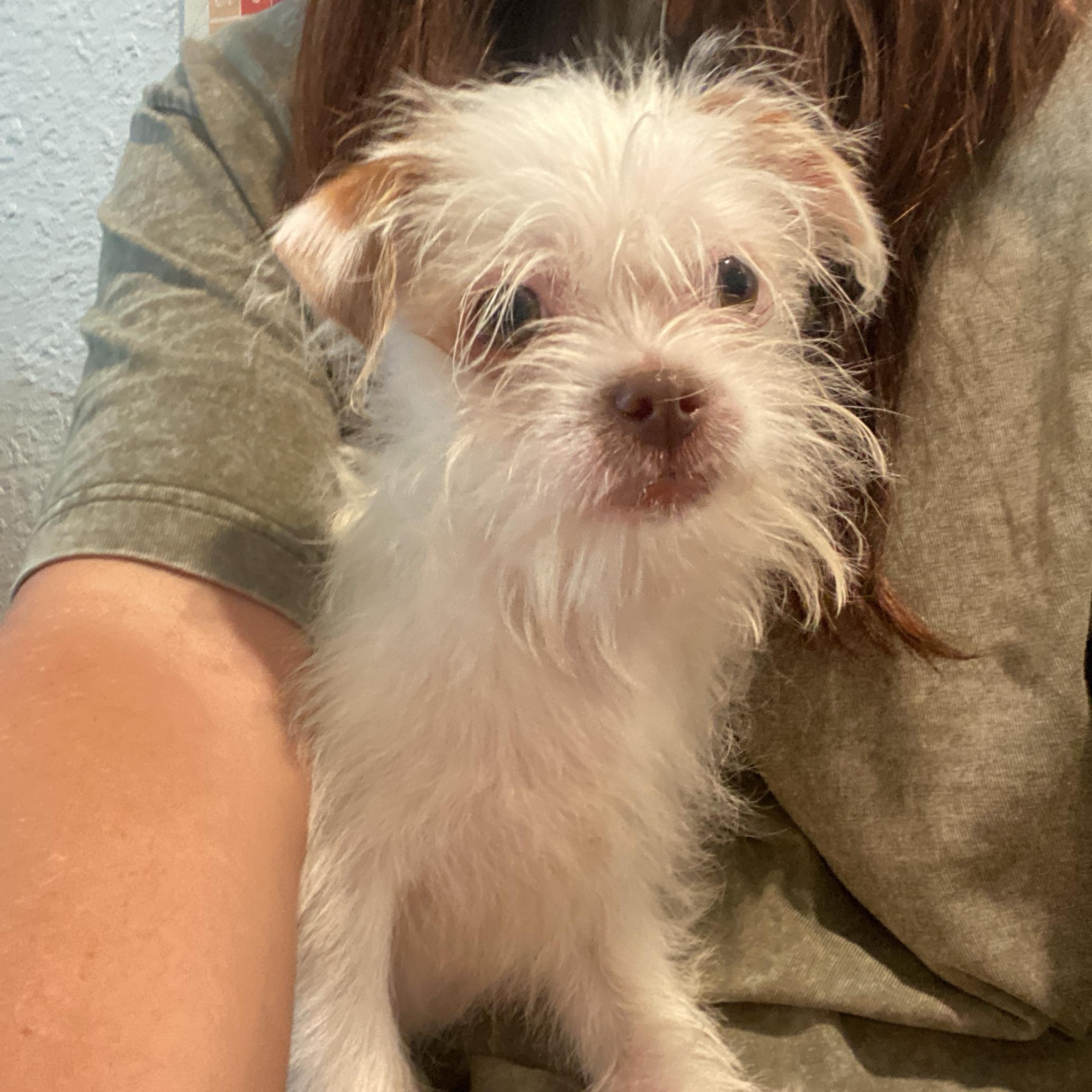 Spud, ADOPTABLE, Puppy Male Terrier.