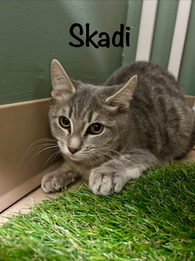Skadi, Adoptable, Kitten Female Domestic Short Hair.