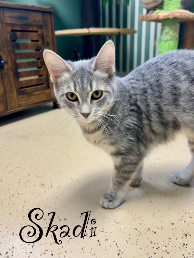 Enlarge Skadi, a Adoptable mixed breed in West Union, OH image 2/2