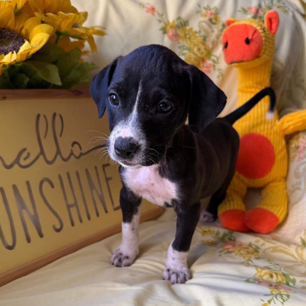 Enlarge Saratoga, a Adoptable mixed breed in Normal, IL image 1/5