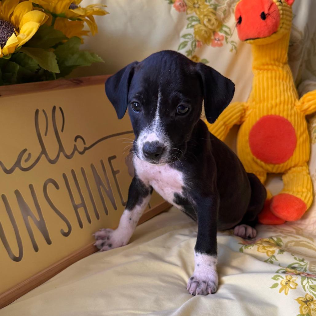 Enlarge Saratoga, a Adoptable mixed breed in Normal, IL image 2/5