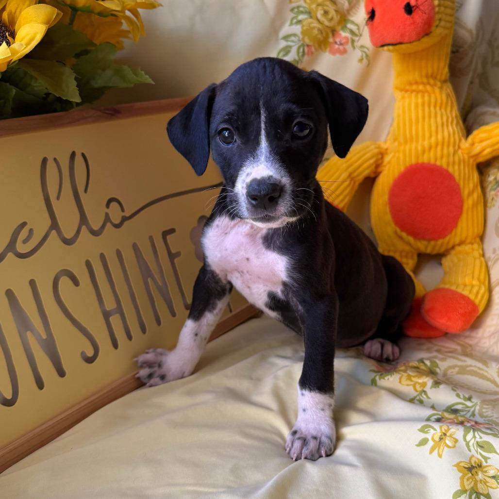 Enlarge Saratoga, a Adoptable mixed breed in Normal, IL image 3/5