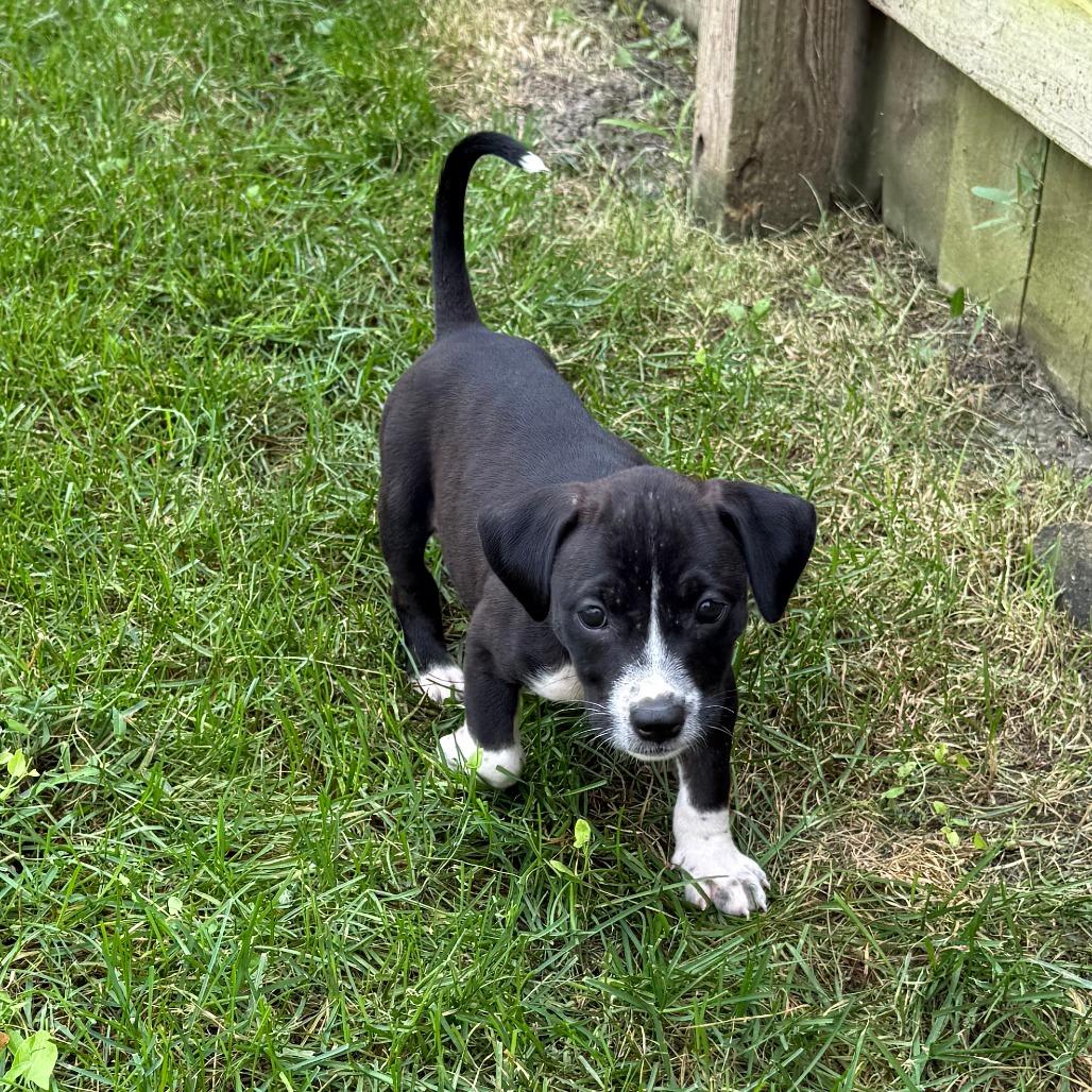 Enlarge Saratoga, a Adoptable mixed breed in Normal, IL image 4/5