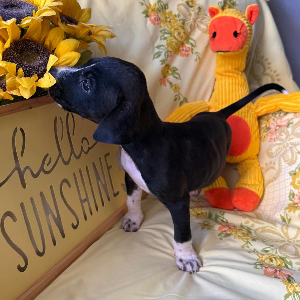 Enlarge Saratoga, a Adoptable mixed breed in Normal, IL image 5/5