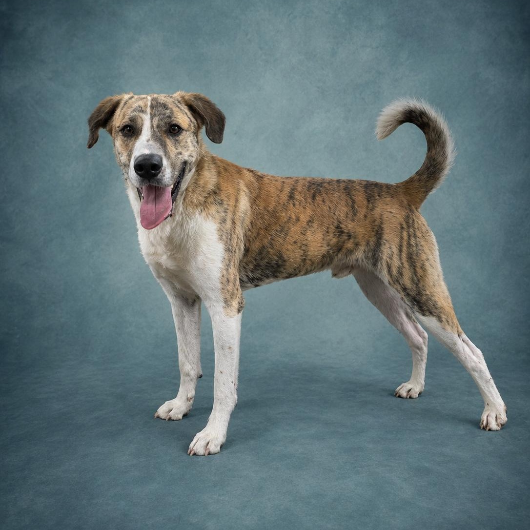 Ace, a ADOPTABLE mixed breed in Heber Springs, AR image 1/4