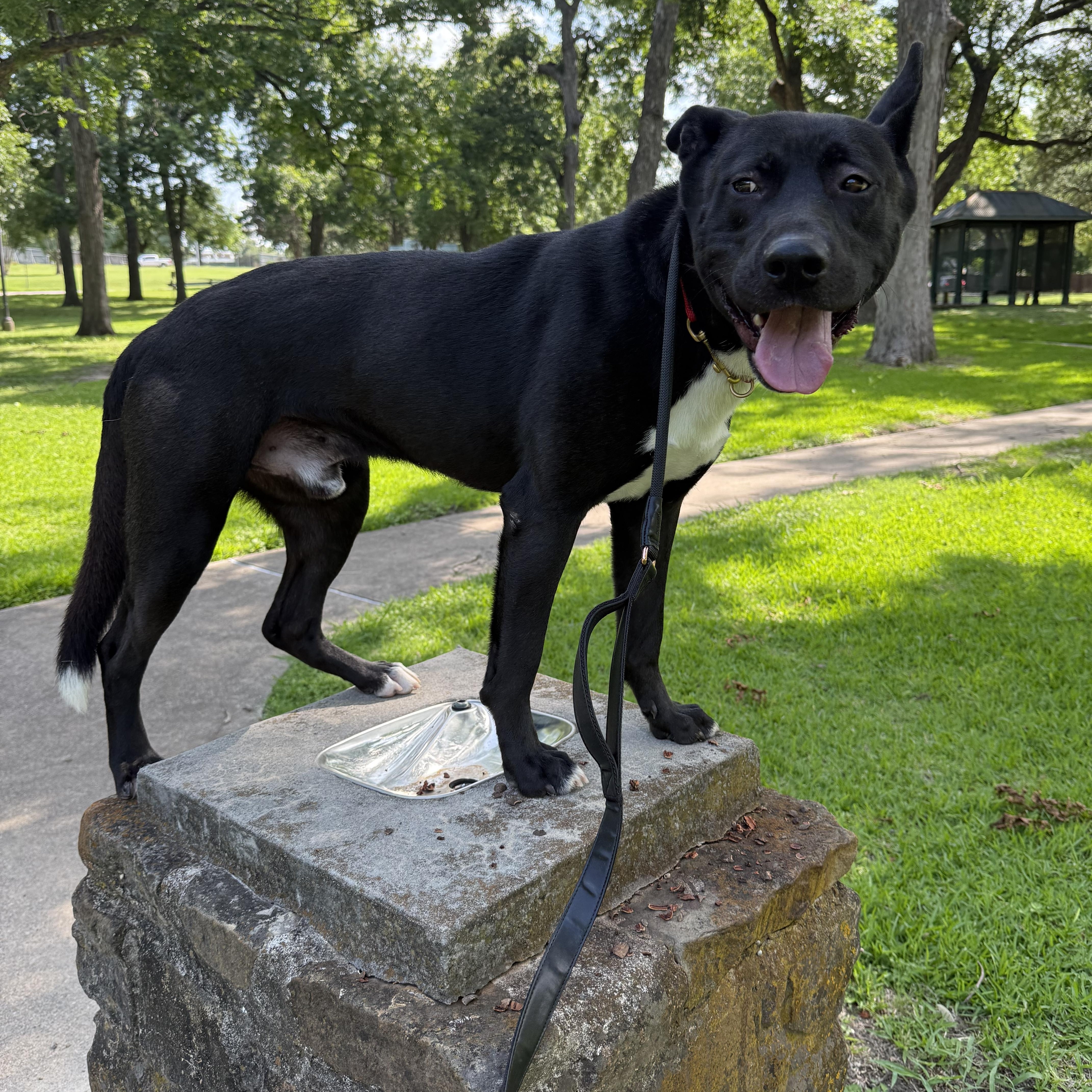 Enlarge Leo, a Adoptable mixed breed in Salem, MA image 4/5