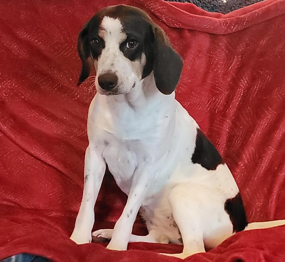 Meadow, Adoptable, Adult Female Hound.