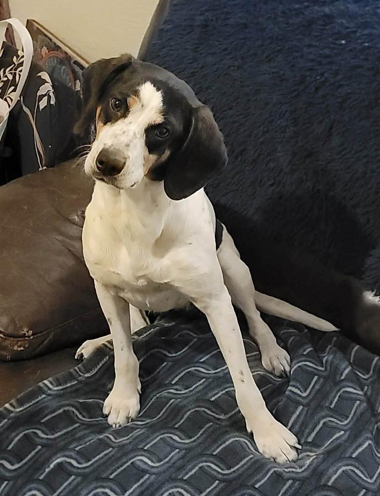 Enlarge Meadow, a Adoptable mixed breed in Peoria, IL image 2/6