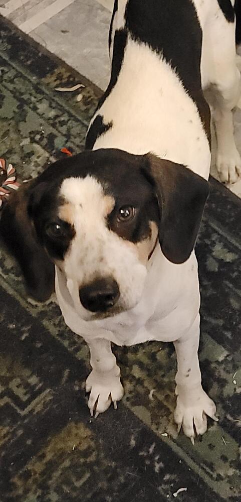 Enlarge Meadow, a Adoptable mixed breed in Peoria, IL image 4/6