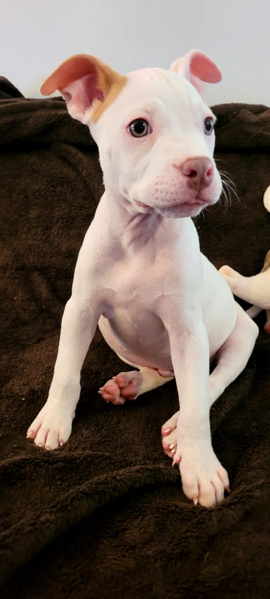Piggy, a ADOPTABLE mixed breed in Metairie, LA image 4/6