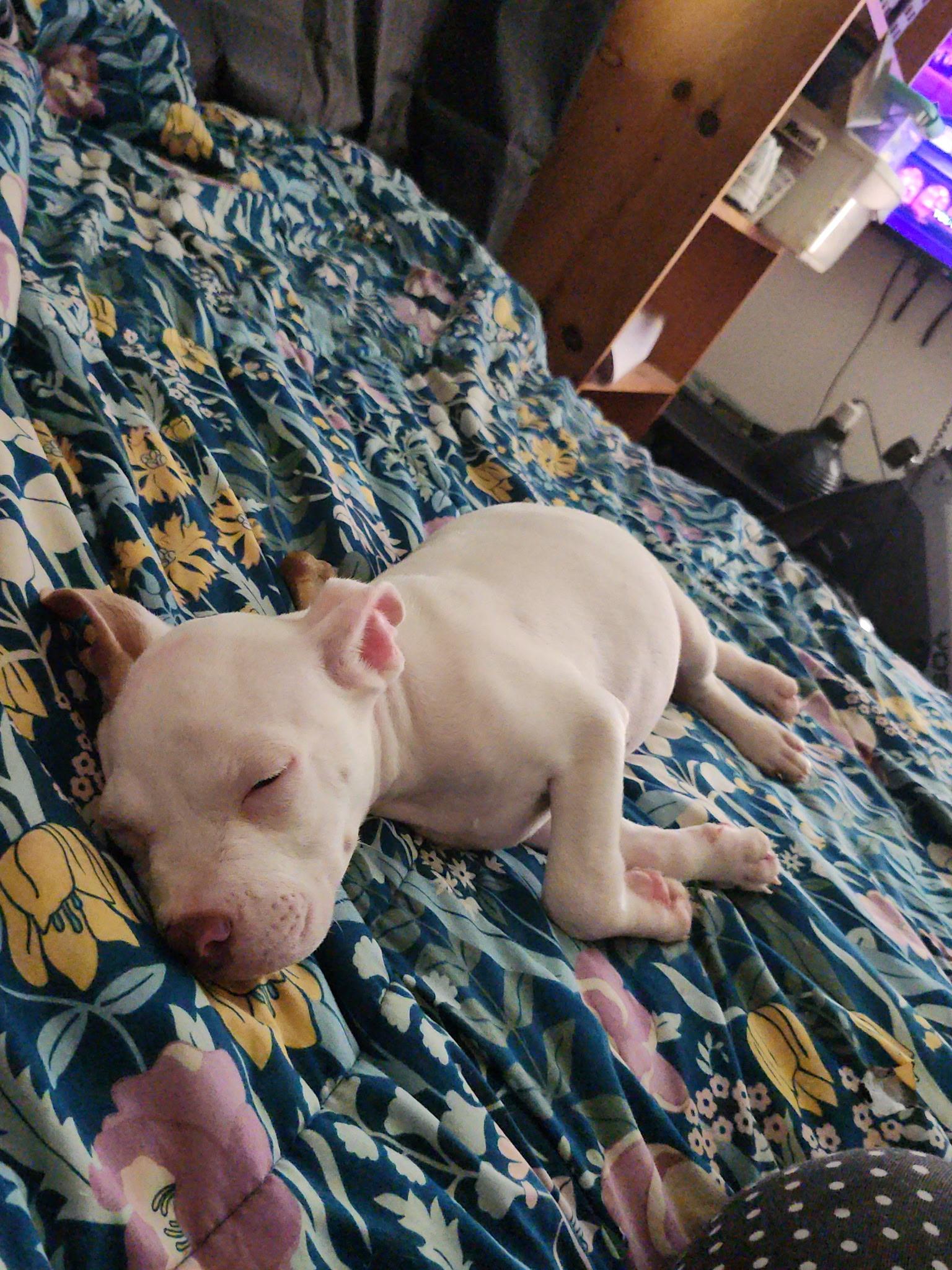Piggy, a ADOPTABLE mixed breed in Metairie, LA image 5/6