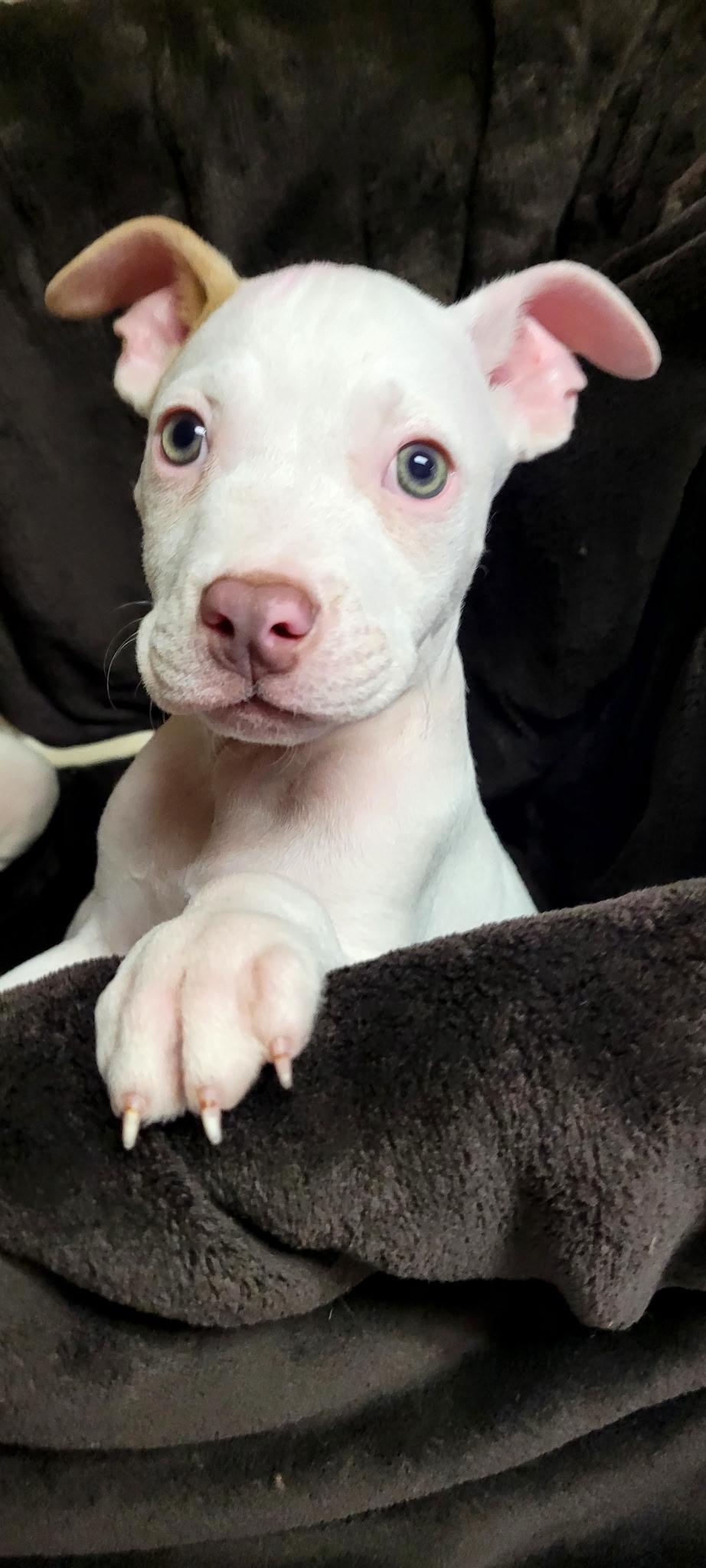 Piggy, a ADOPTABLE mixed breed in Metairie, LA image 3/6