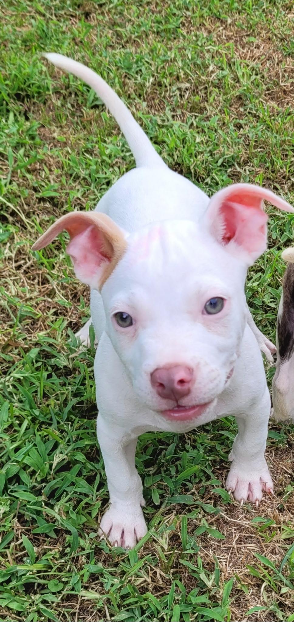 Piggy, a ADOPTABLE mixed breed in Metairie, LA image 2/6