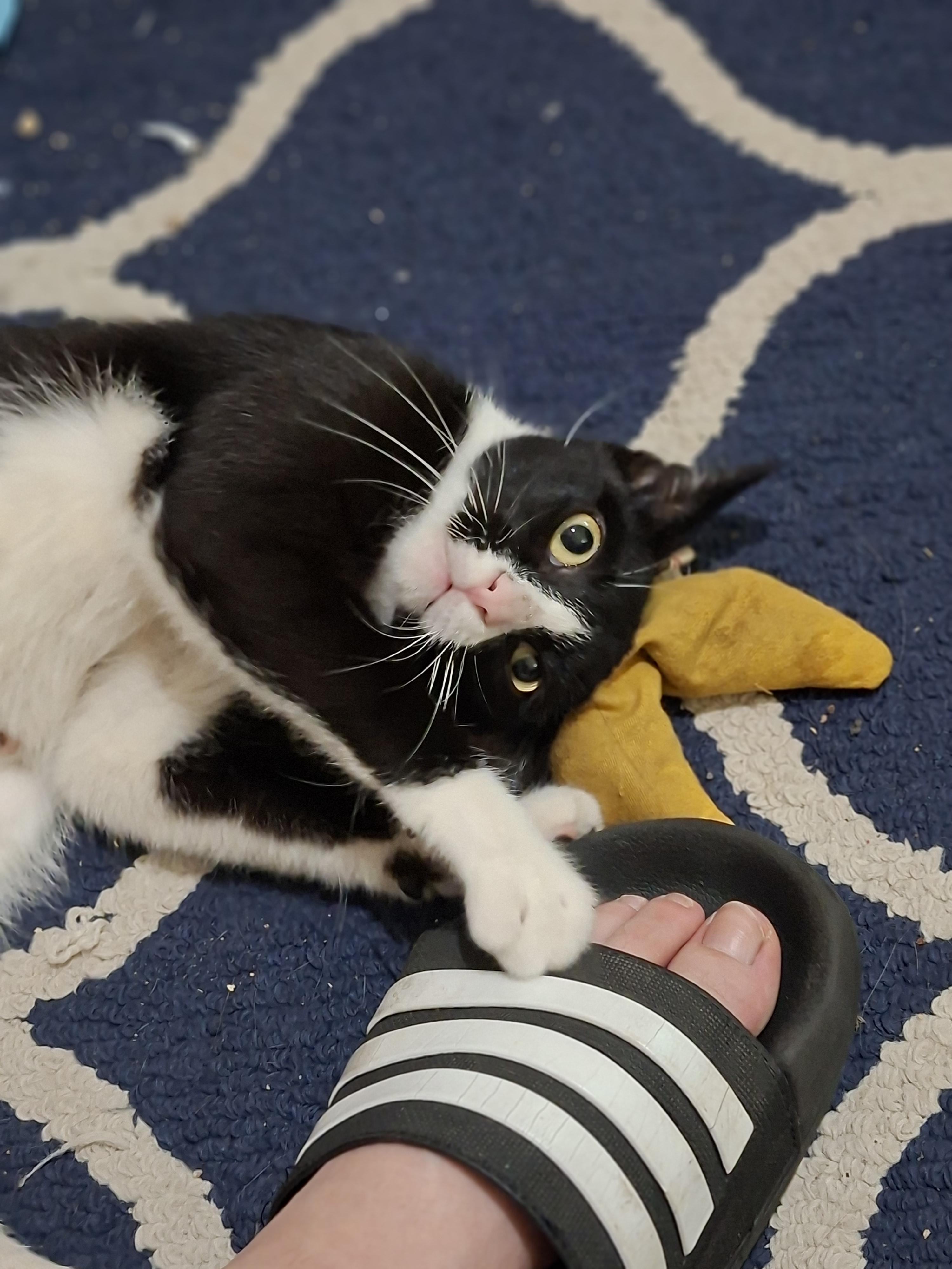 Enlarge Juliette- Your New Best Friend, a Adoptable American Shorthair in Concord, NH image 5/6