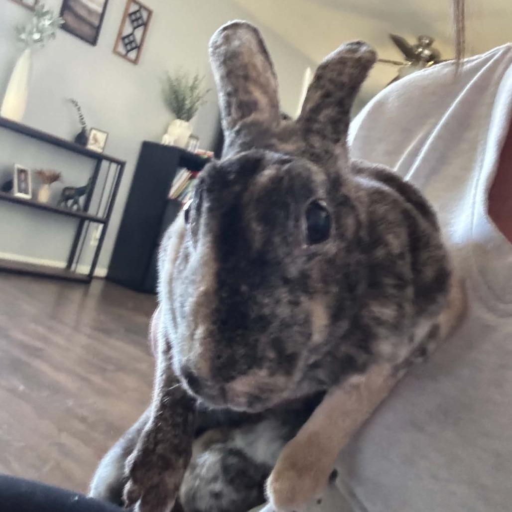 Cocoa, Adoptable, Young Female Mini Rex.