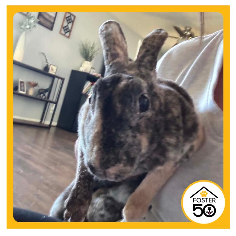 Cocoa, a Adoptable Mini Rex in West Olive, MI image 2/2