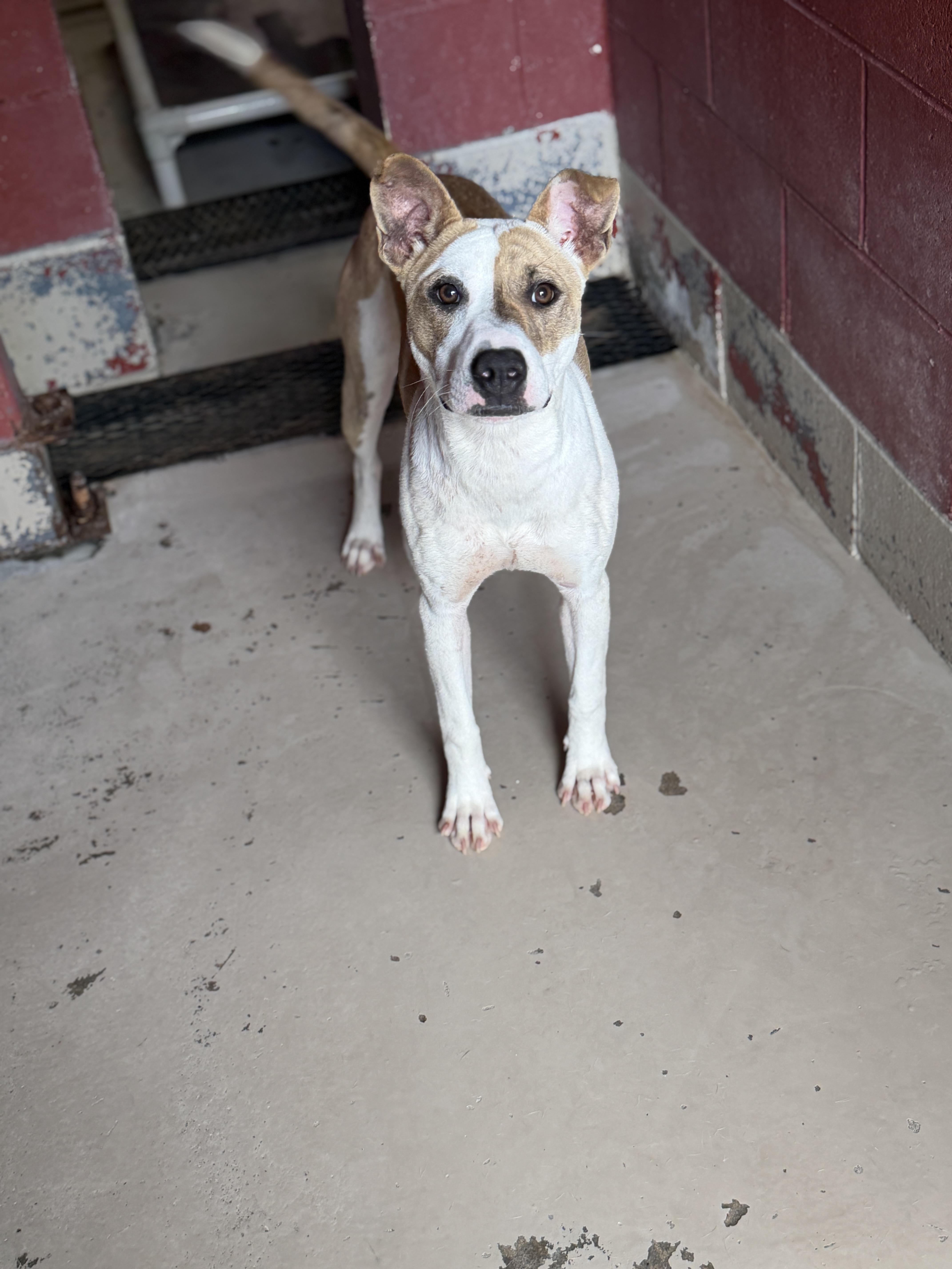 Honey 12105, Adopted, Young Female Mixed Breed.